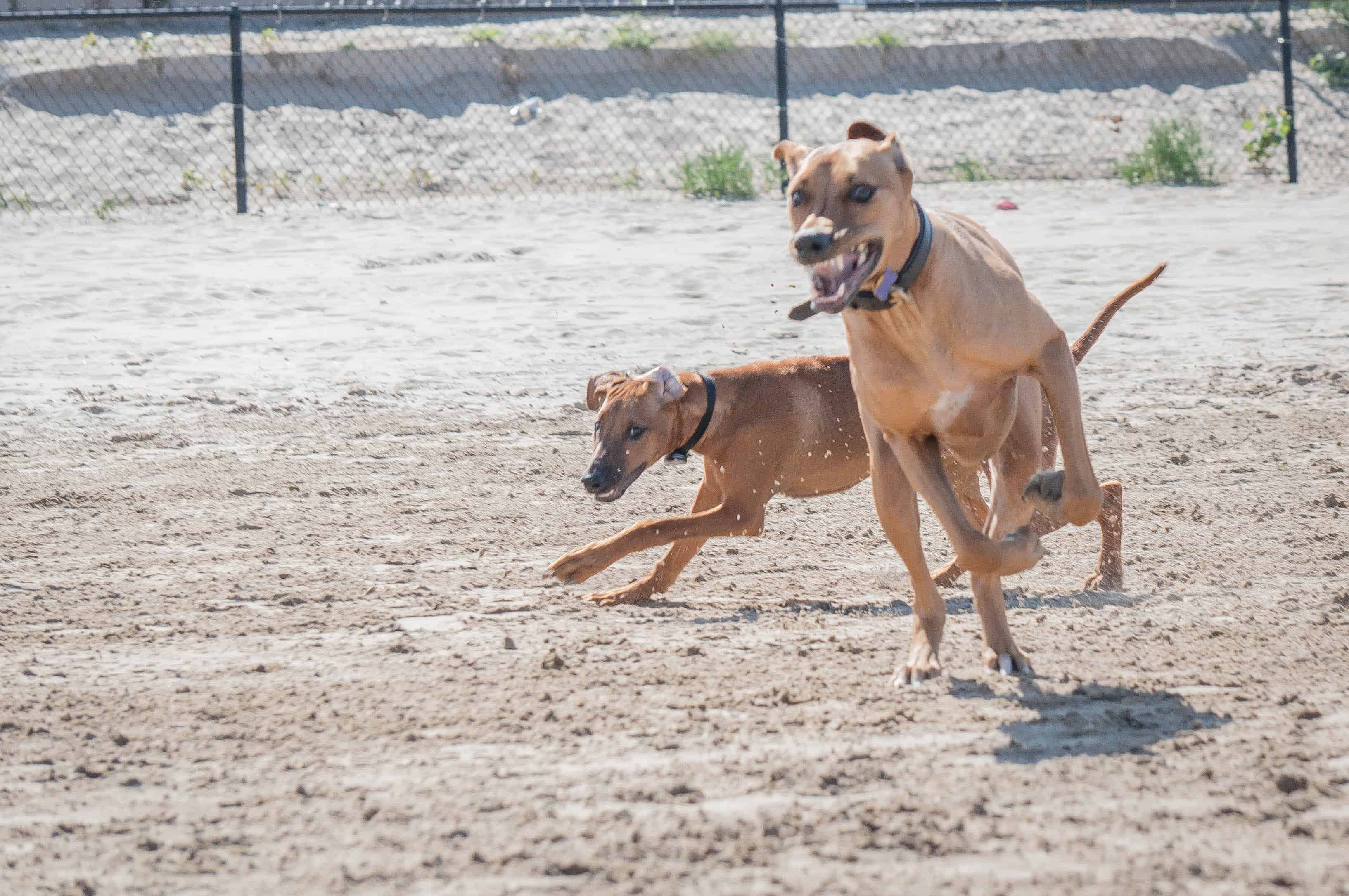 Rhodesian Ridgeback, blog, adventure, beach, chicago