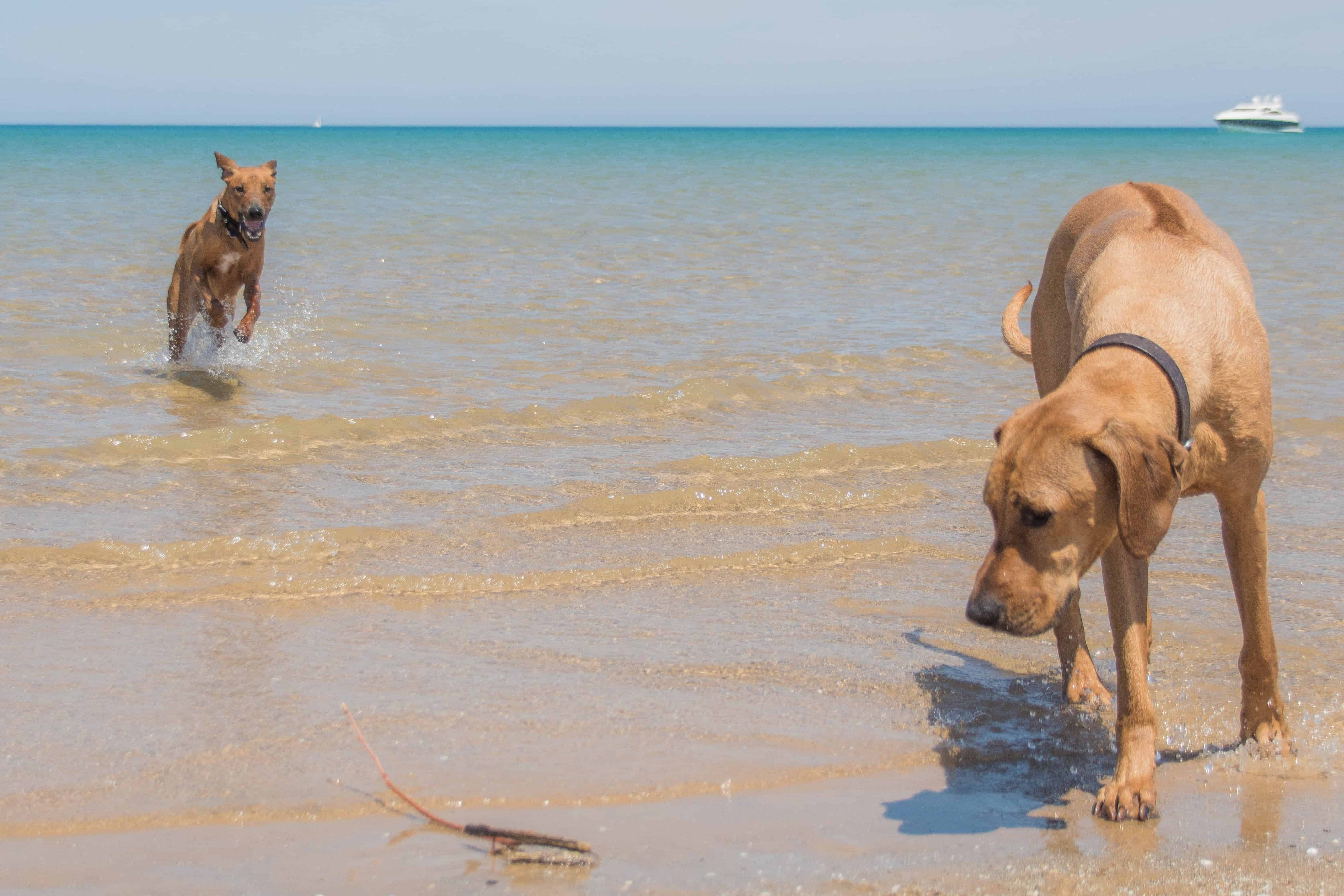 Rhodesian Ridgeback, cute, puppy, chicago, dog beach, adventure