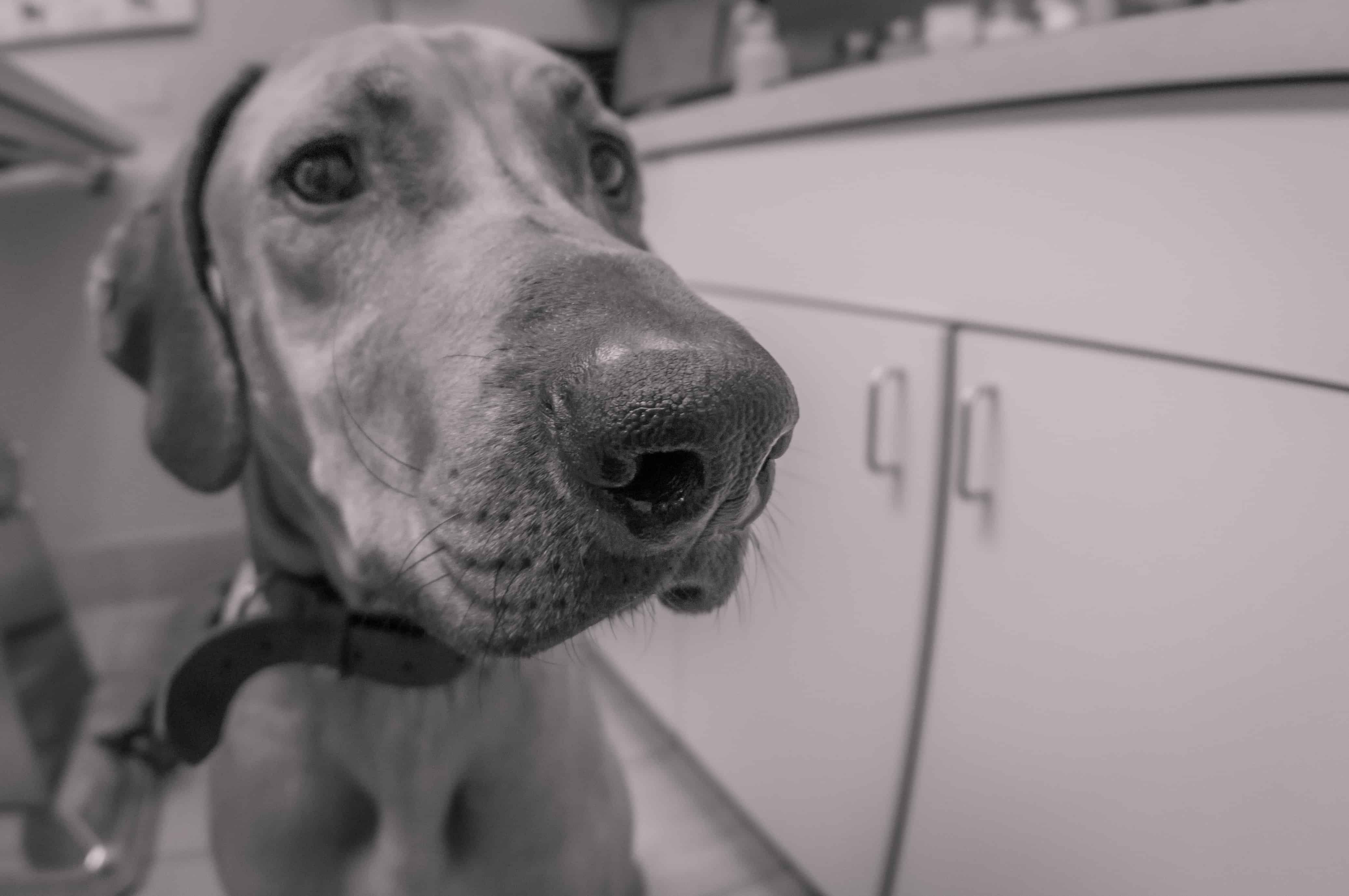 Rhodesian Ridgeback, chicago, vet