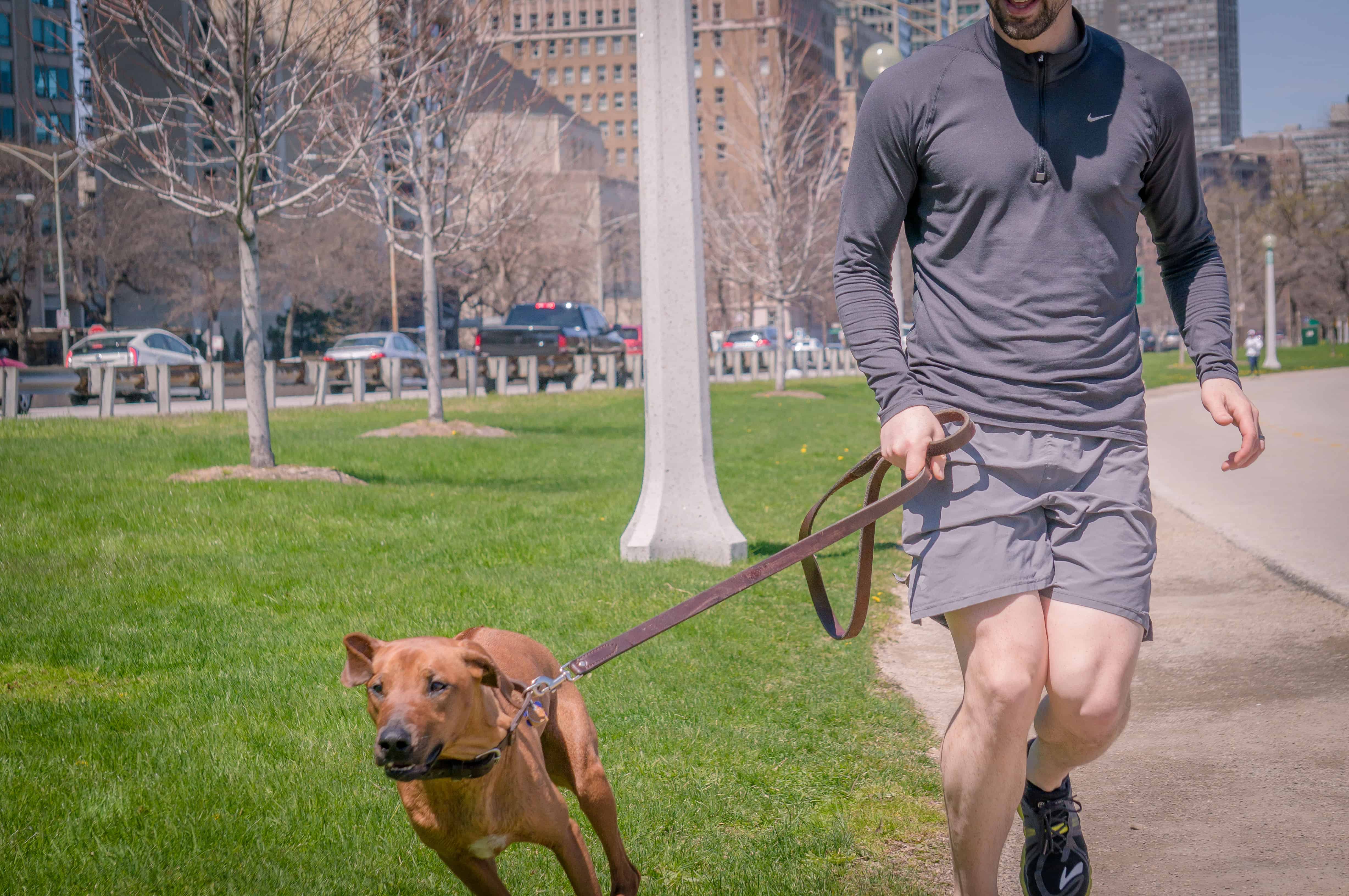 rhodesian ridgeback, run with dog, chicago, adventure