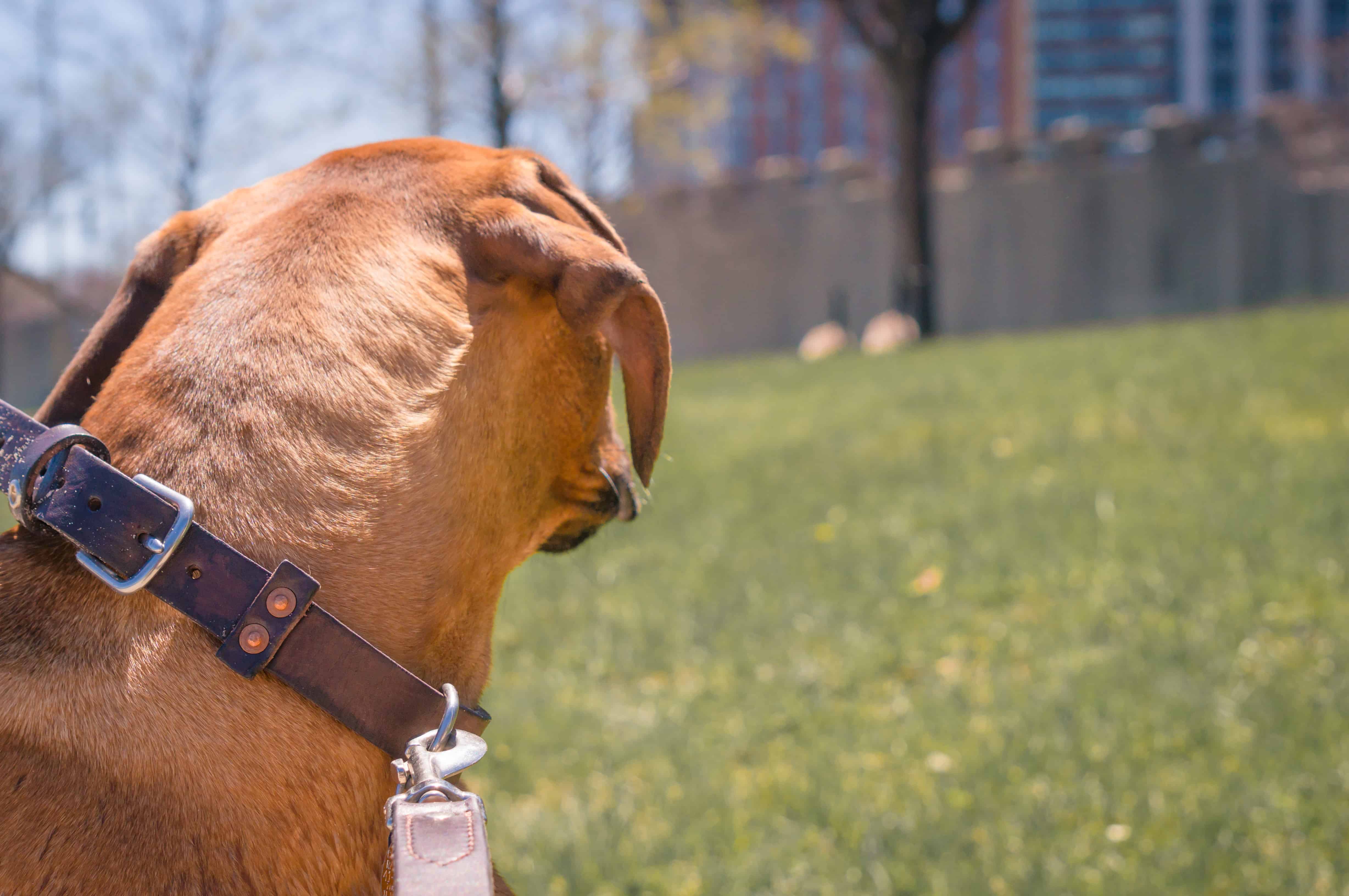 rhodesian ridgeback, run with dog, chicago, adventure