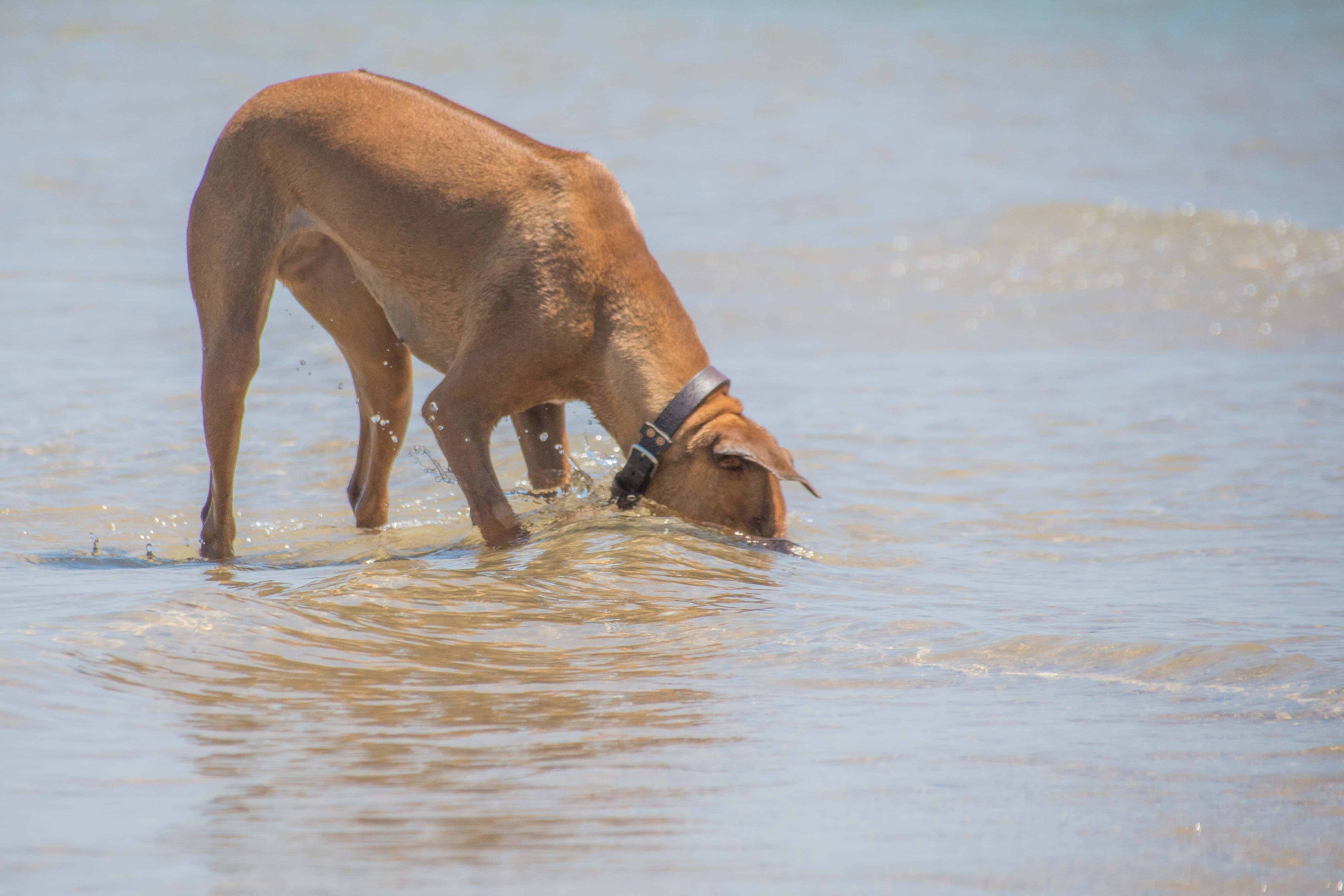 Rhodesian Ridgeback, cute, puppy, chicago, dog beach, adventure