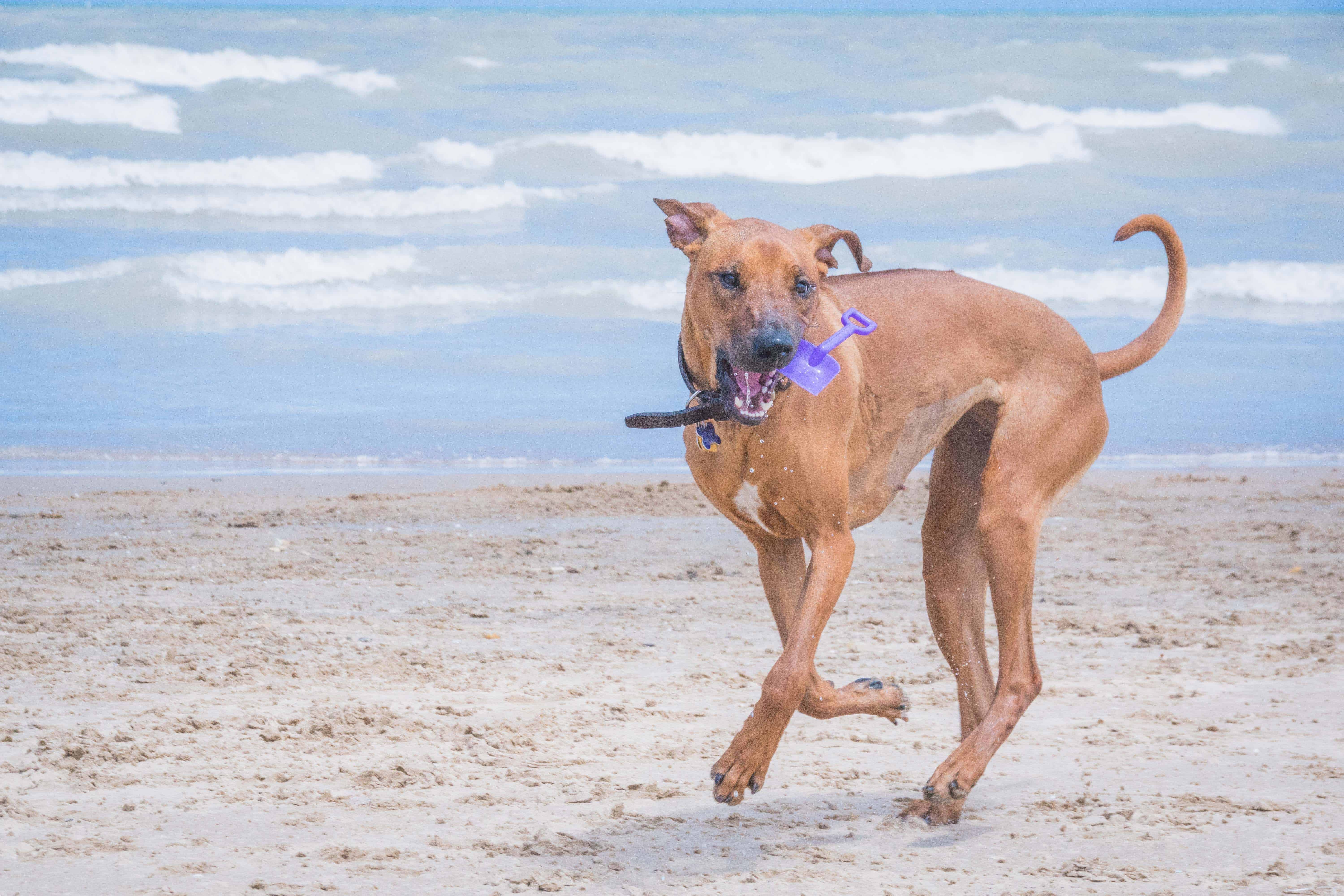 Rhodesian Ridgeback, cute, puppy, chicago, dog beach, adventure