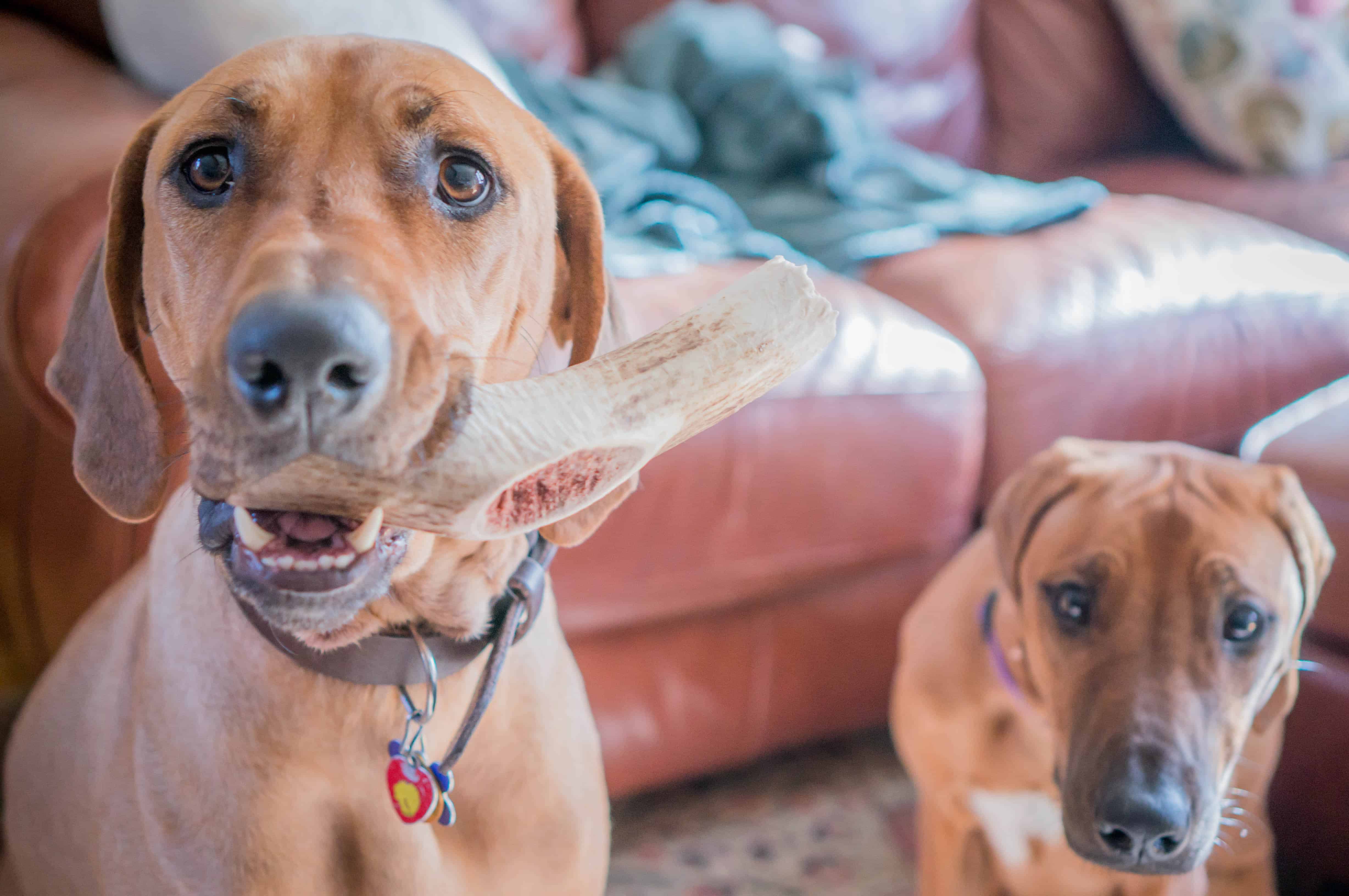 Rhodesian Ridgeback, puppy, photos, marking our territory, chicago