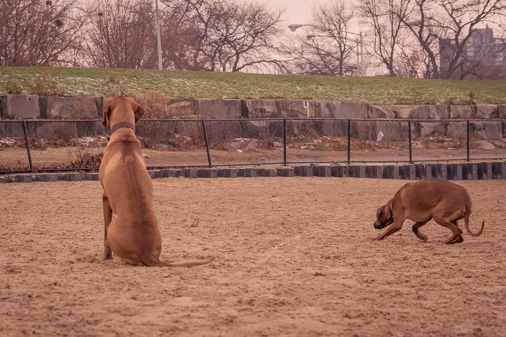 Rhodesian Ridgeback, blog, adventure, dogs, adventure