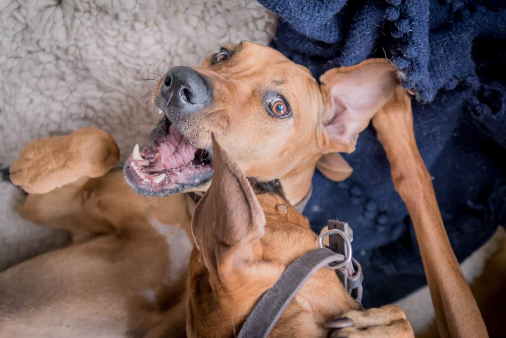 Rhodesian Ridgeback, blog, chicago, adventure, puppy 