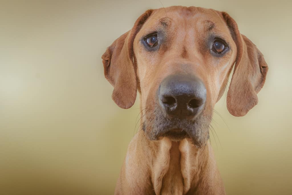 Rhodesian Ridgeback, blog, chicago, puppy