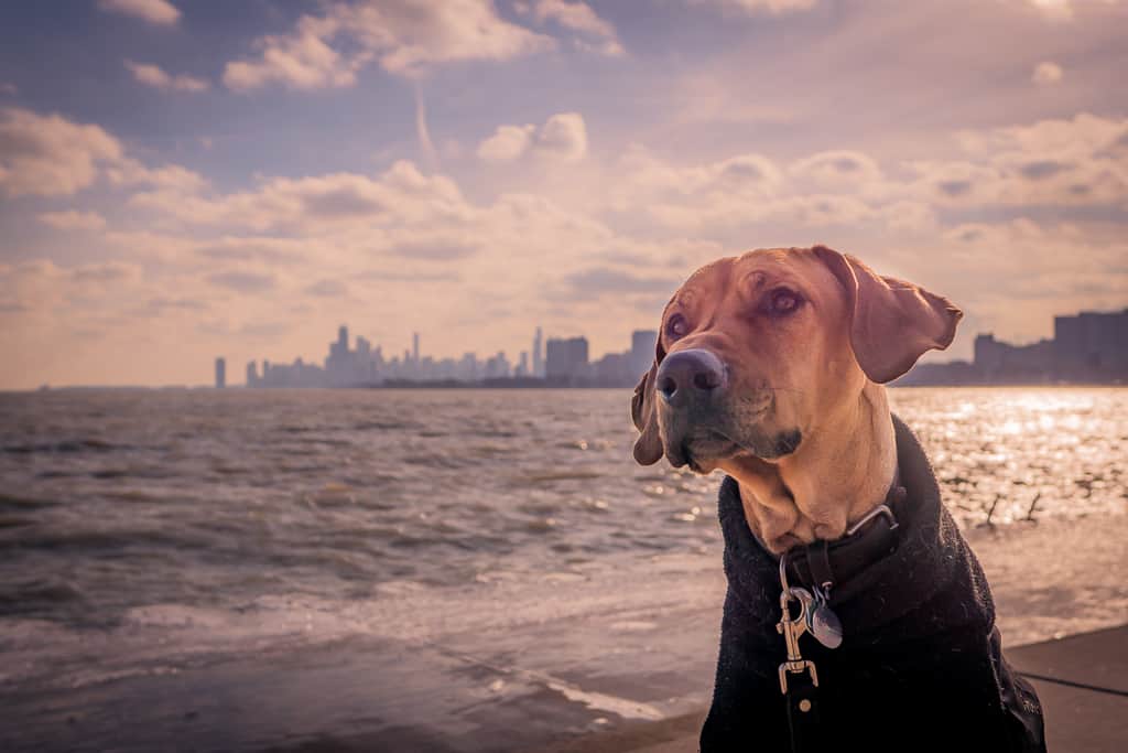 Rhodesian Ridgeback, blog, cute, chicago, puppy, adventure