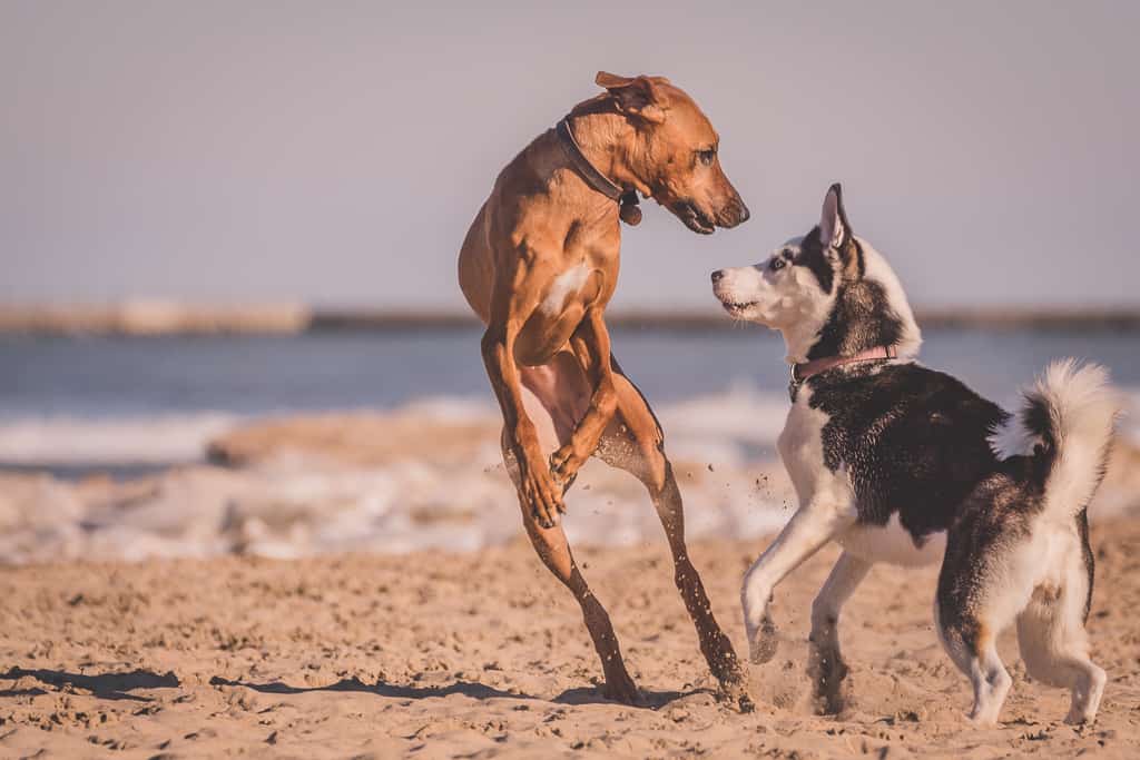 Rhodesian Ridgeback, blog, montrose dog beach, chicago, adventure