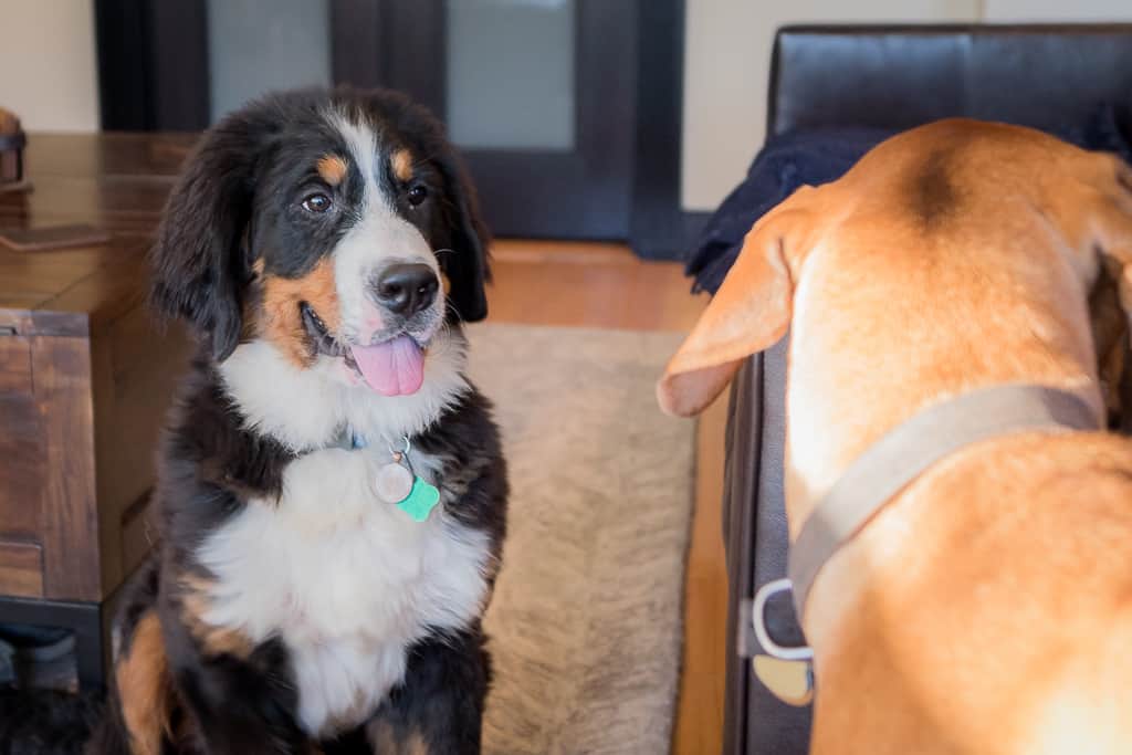 Bernese Mountain Dog, puppy, blog, cute