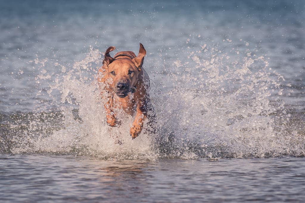 Rhodesian Ridgeback, blog, montrose dog beach, chicago, puppy, adventure