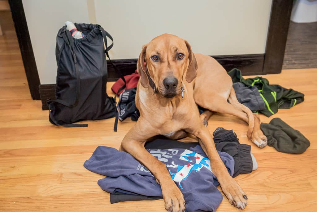 Rhodesian Ridgeback, blog, chicago, cute, puppy