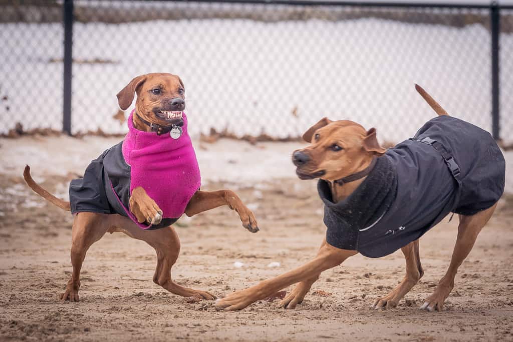 Rhodesian Ridgeback, puppy, chicago, blog, cute, montrose dog beach