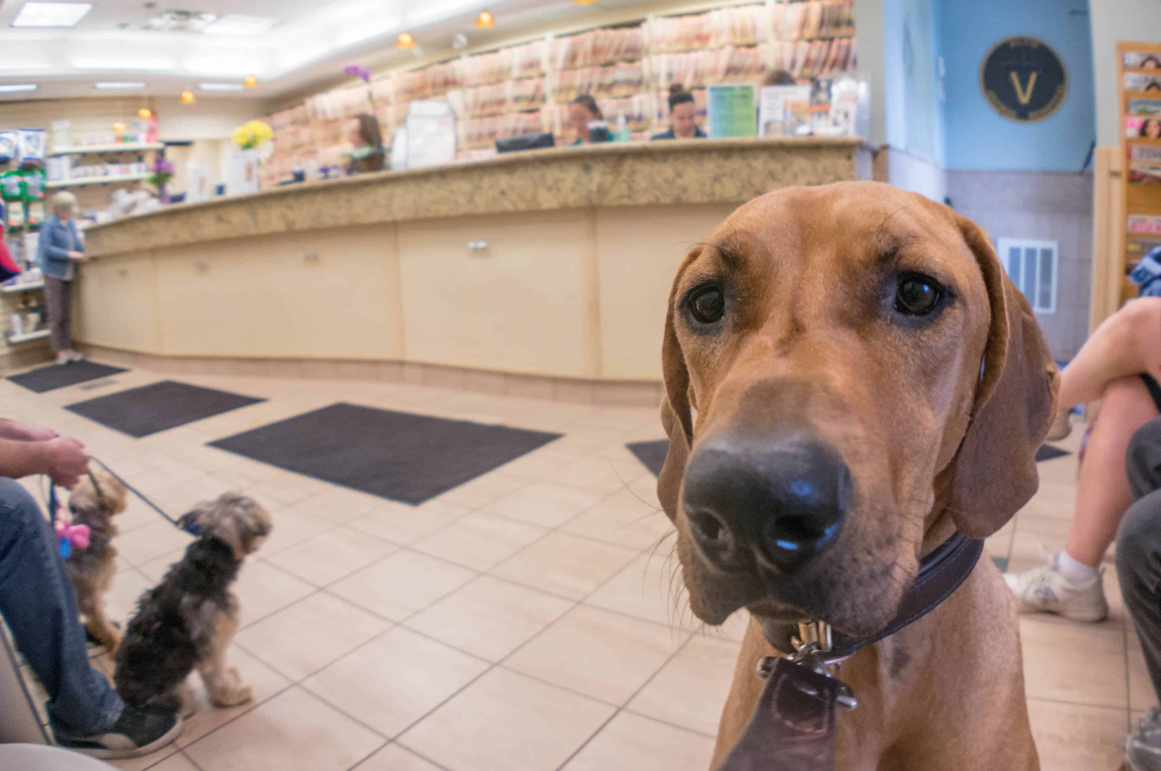 Rhodesian RIdgeback, blog, chicago, marking our territory