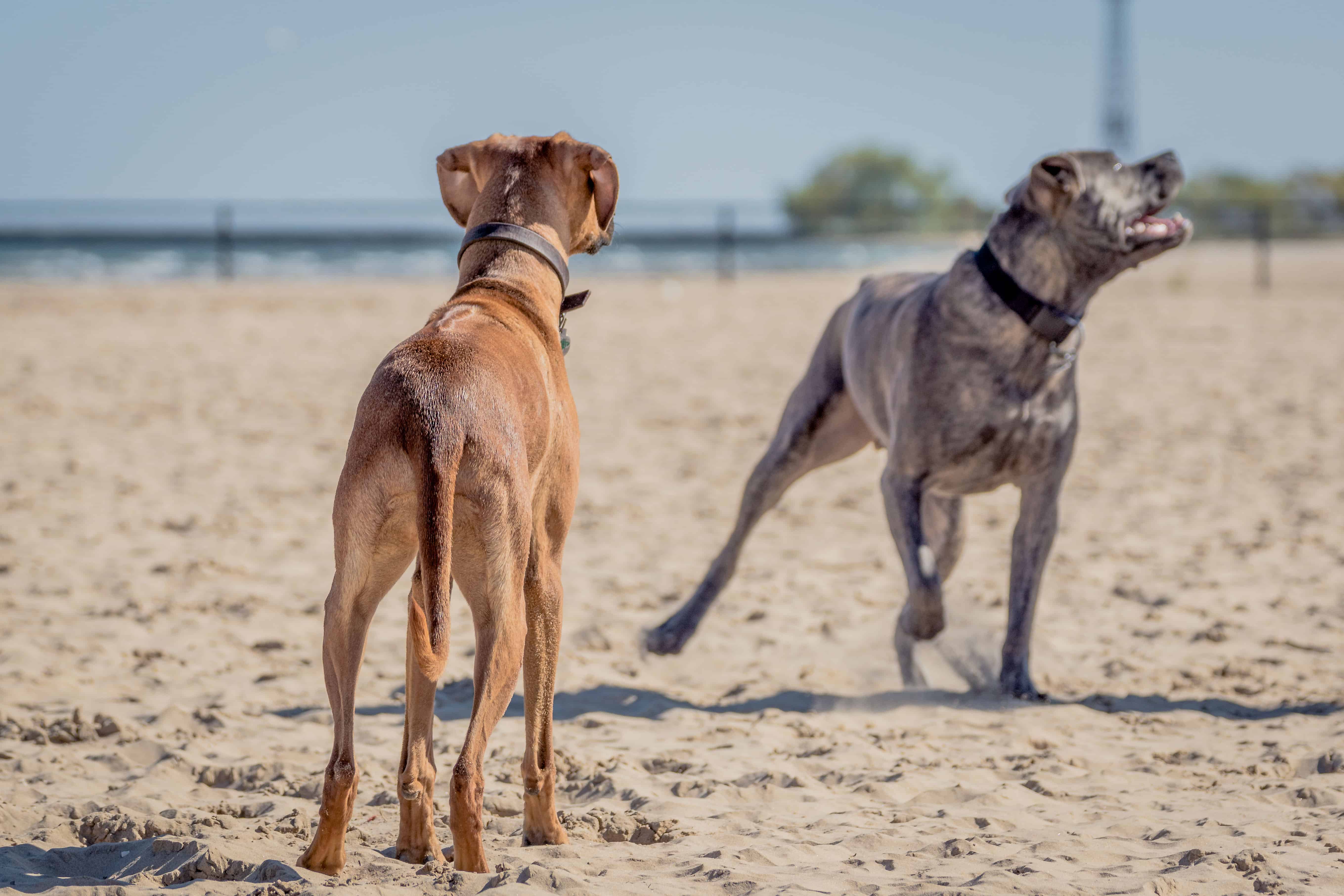 Rhodesian Ridgeback, Montrose Dog Beach, Chicago