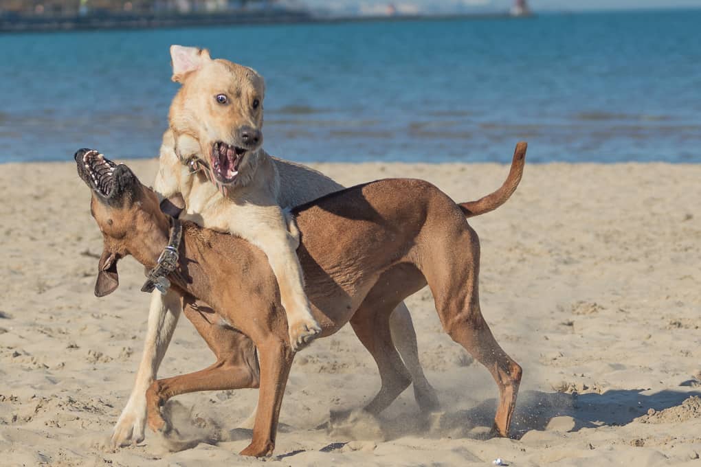 Montrose Dog Beach, Chicago, Rhodesian Ridgeback, Yellow Lab