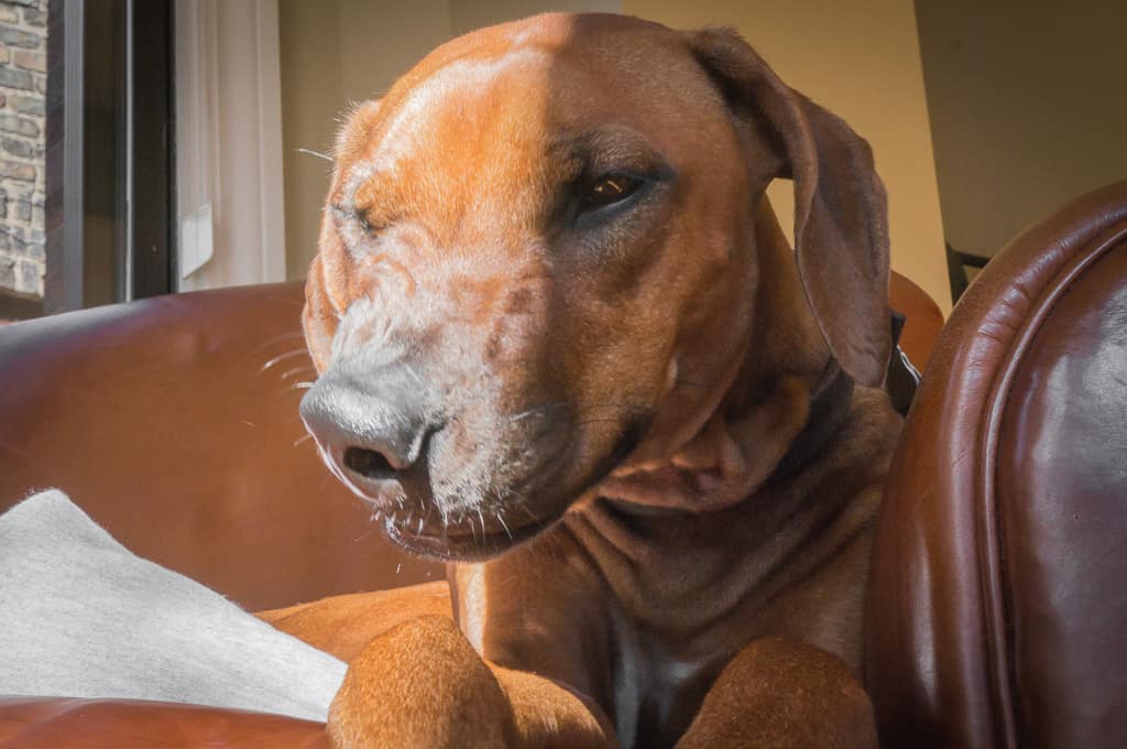 Rhodesian Ridgeback, blog, cute, funny