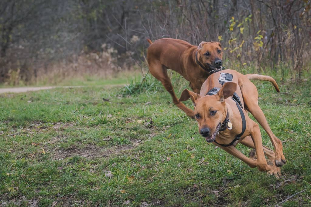 Rhodesian Ridgeback, blog, adventure, chicago, marking our territory, prairie wolf