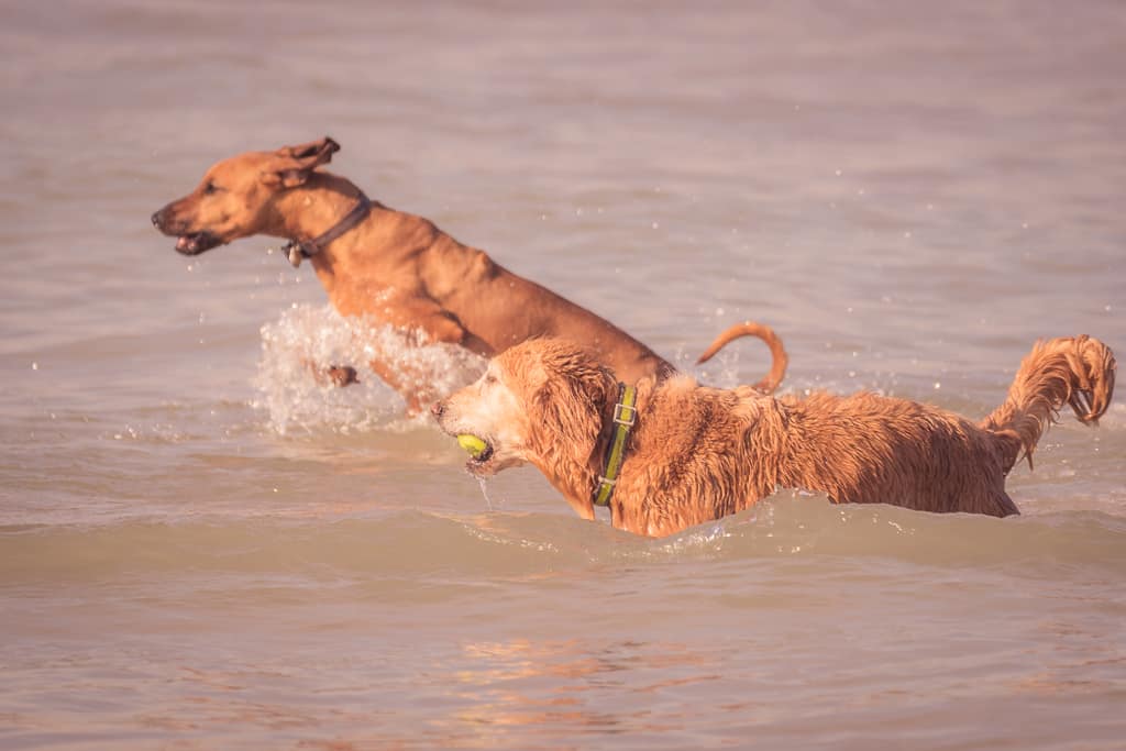 Rhodesian Ridgeback, Chicago, puppy, montrose dog beach, blog