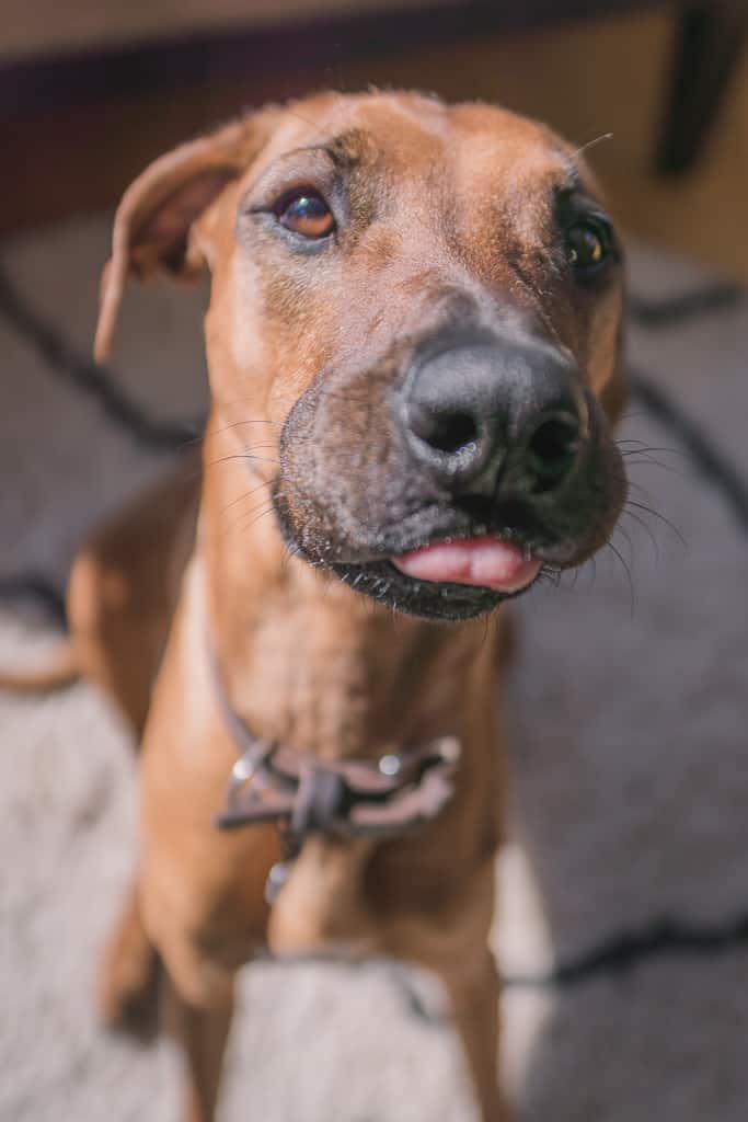 Rhodesian RIdgeback, blog, chicago, adventure