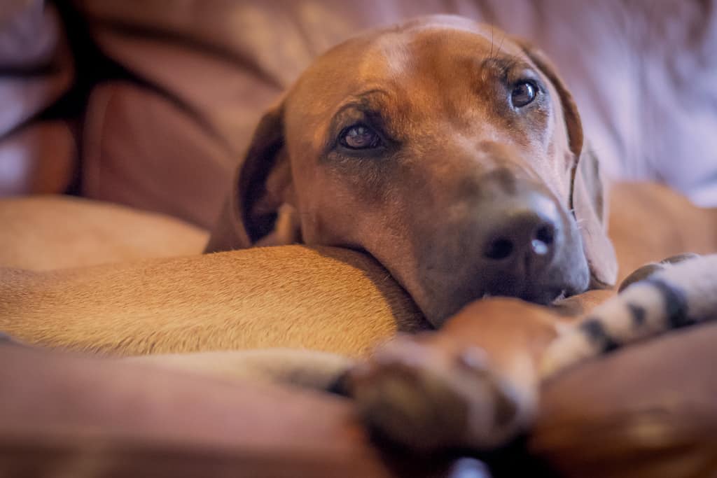 Rhodesian Ridgeback, blog, chicago, adventure, marking our territory