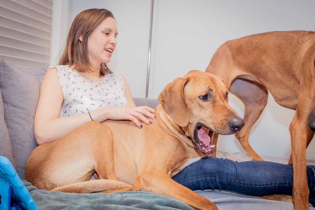 Rhodesian Ridgeback, puppy, chicago, cute