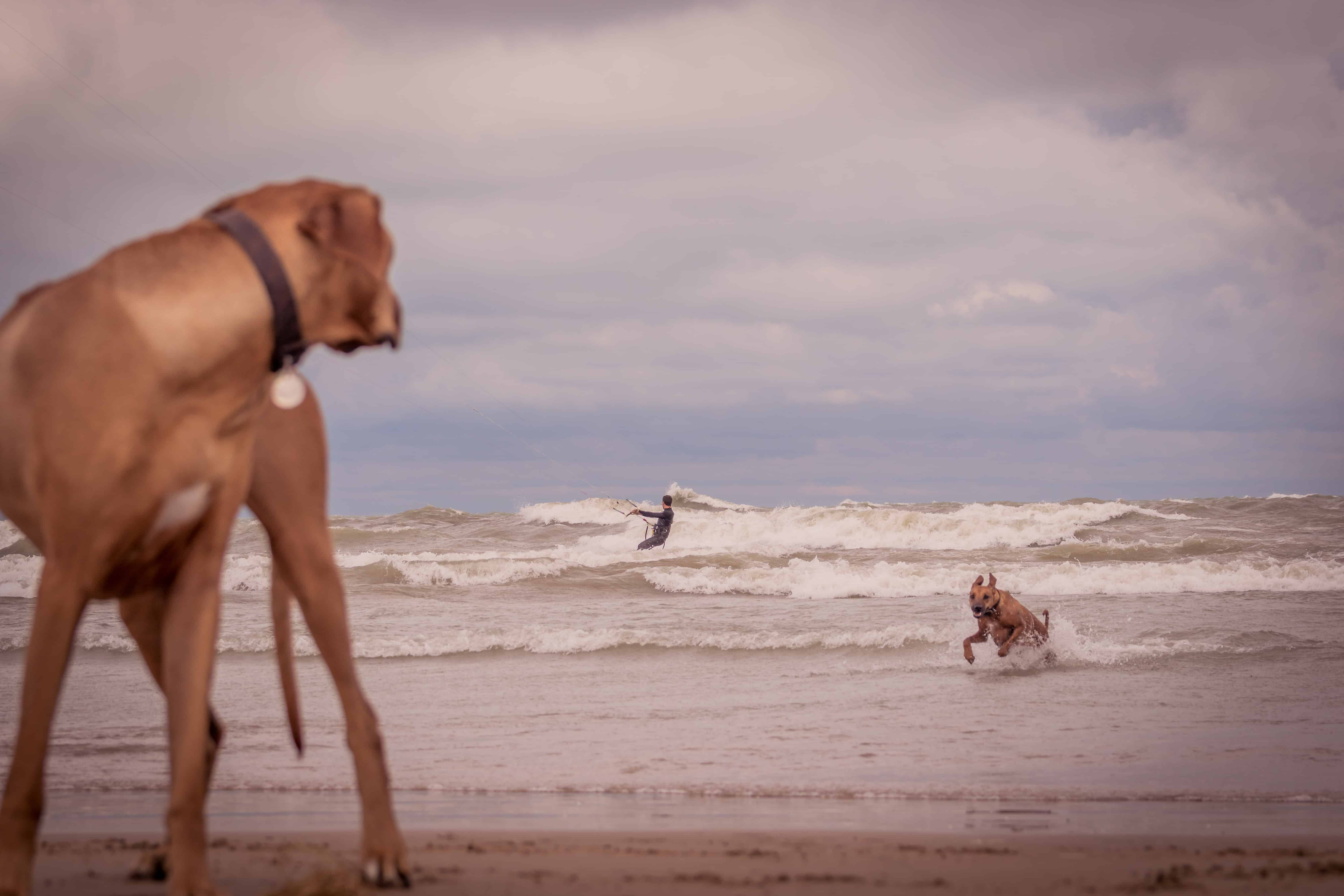 Rhodesian Ridgeback. losing a dog