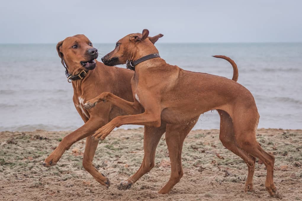 Rhodesian Ridgeback, Marking Our Territory, Chicago, Montrose Dog Beach, Adventure, Instagram