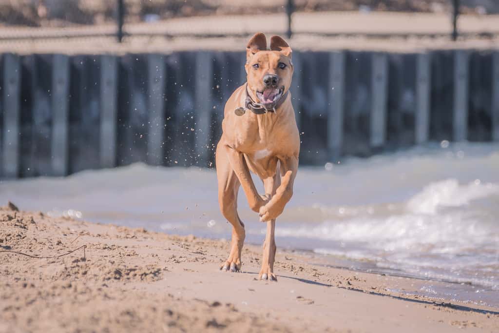 Rhodesian Ridgeback, montrose dog beach, blog, chicago, adventure