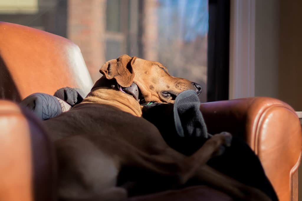 Rhodesian Ridgeback, blog, marking our territory, chicago, adventure