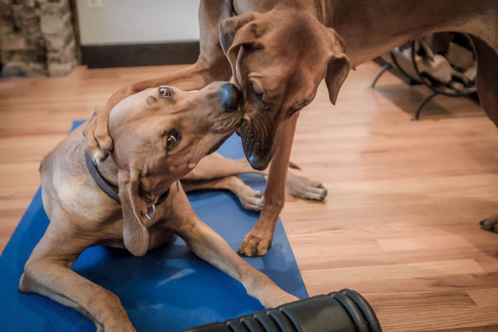 Rhodesian Ridgeback, blog, adventure, chicago