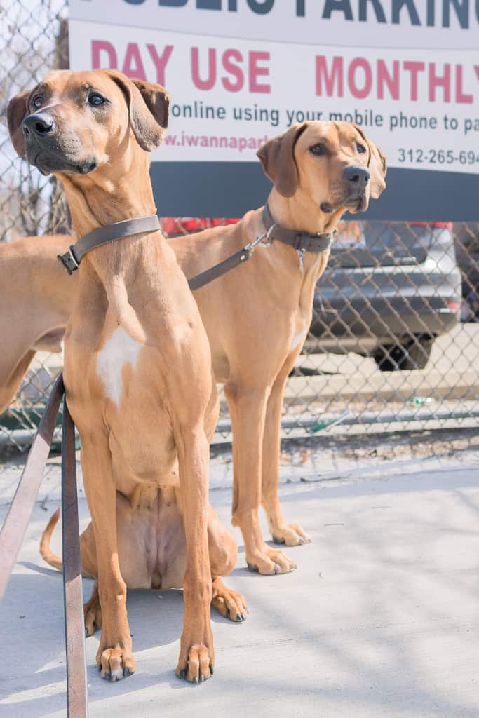 Rhodesian Ridgeback, blog, chicago, adventure