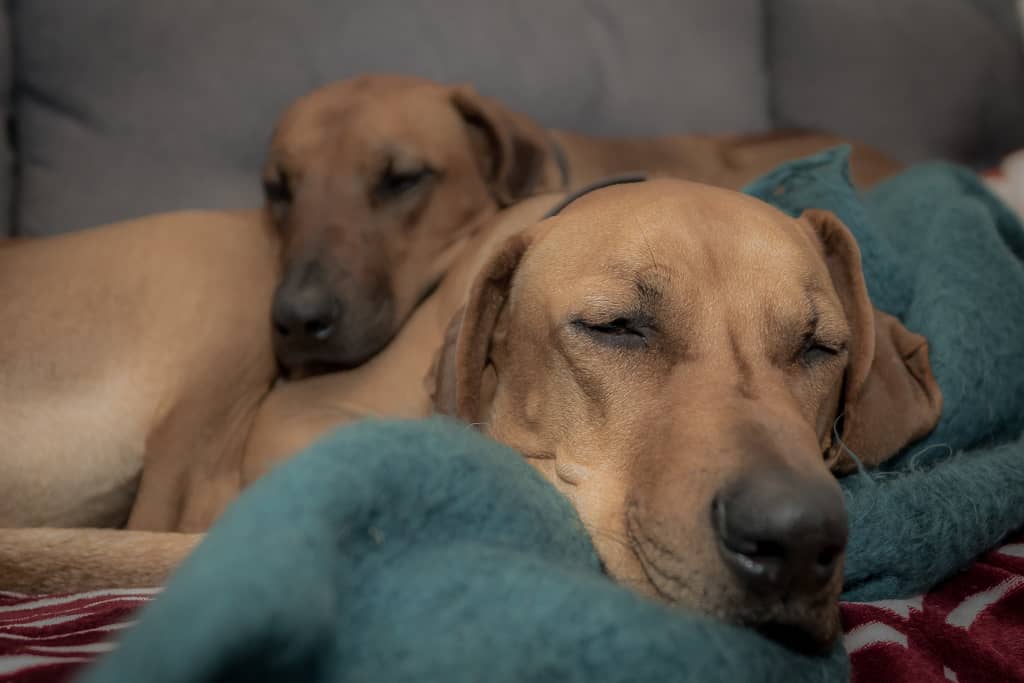 Rhodesian Ridgeback, blog, chicago, puppy, adventure