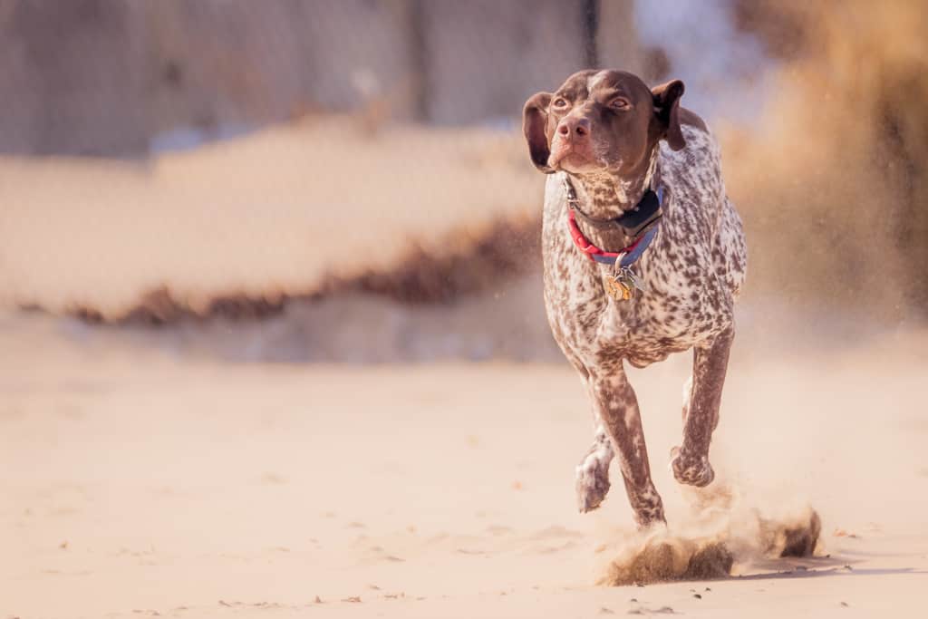 Montrose Dog Beach, German Shorthaired Pointer, Chicago, blog