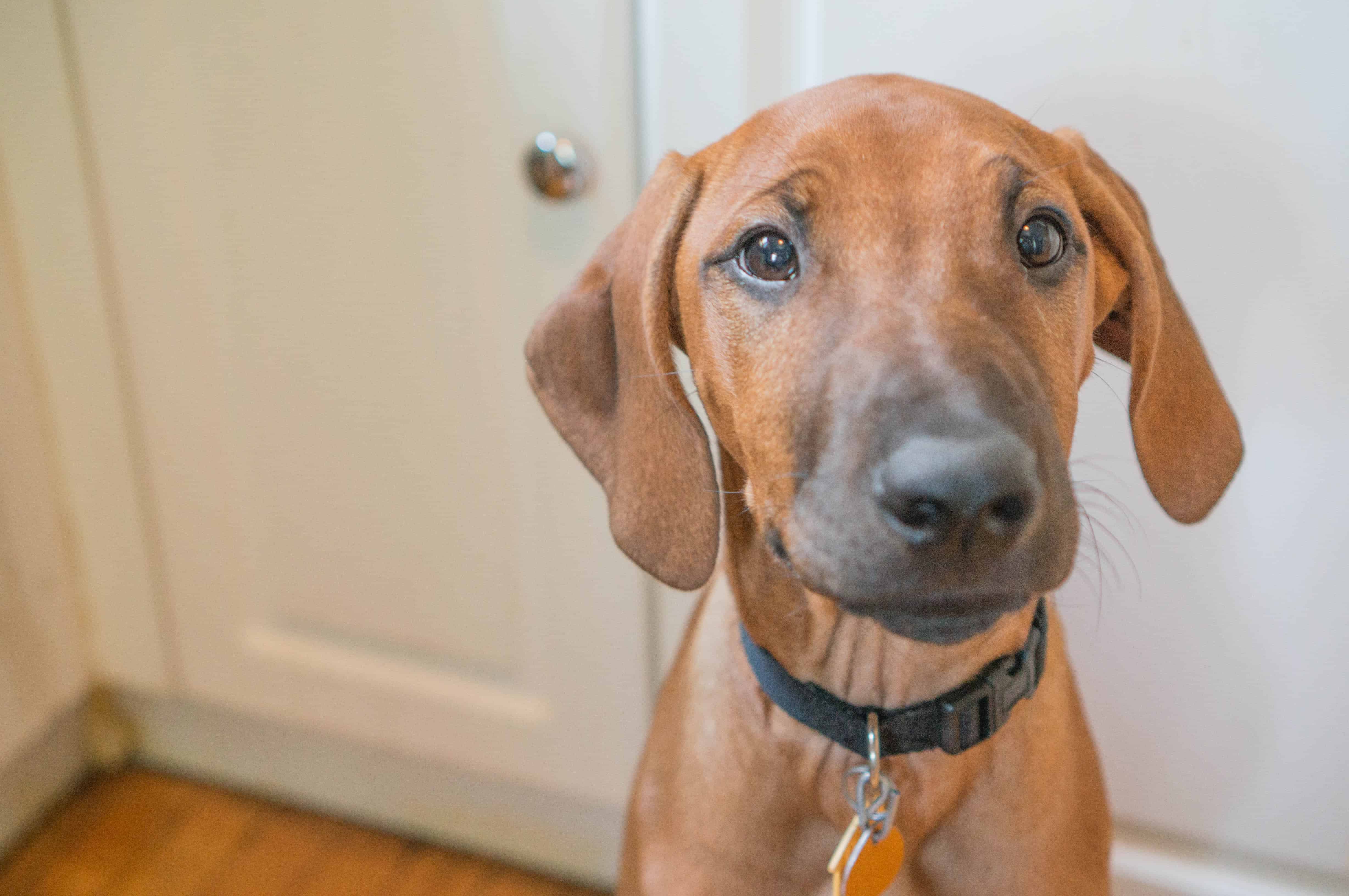 Rhodesian Ridgeback, puppy, blog, chicago, adventure