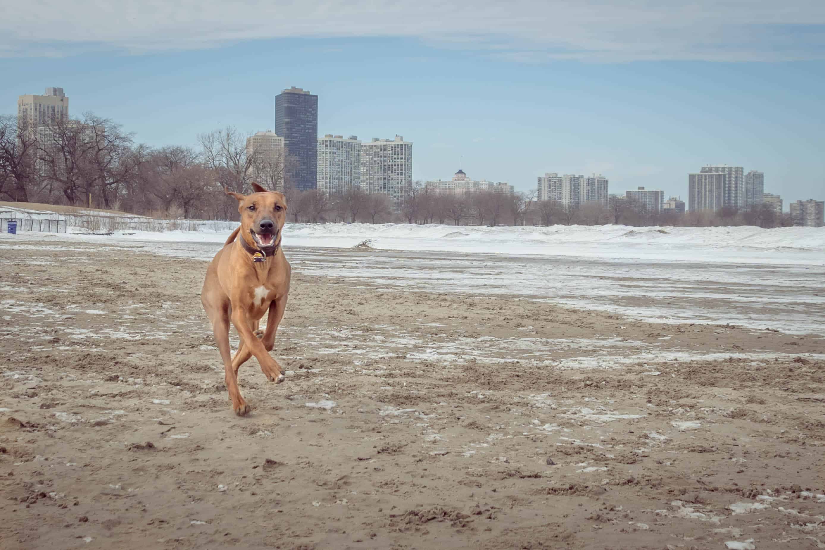 Rhodesian Ridgeback, puppy, dog beach, montrose dog beach, chicago,