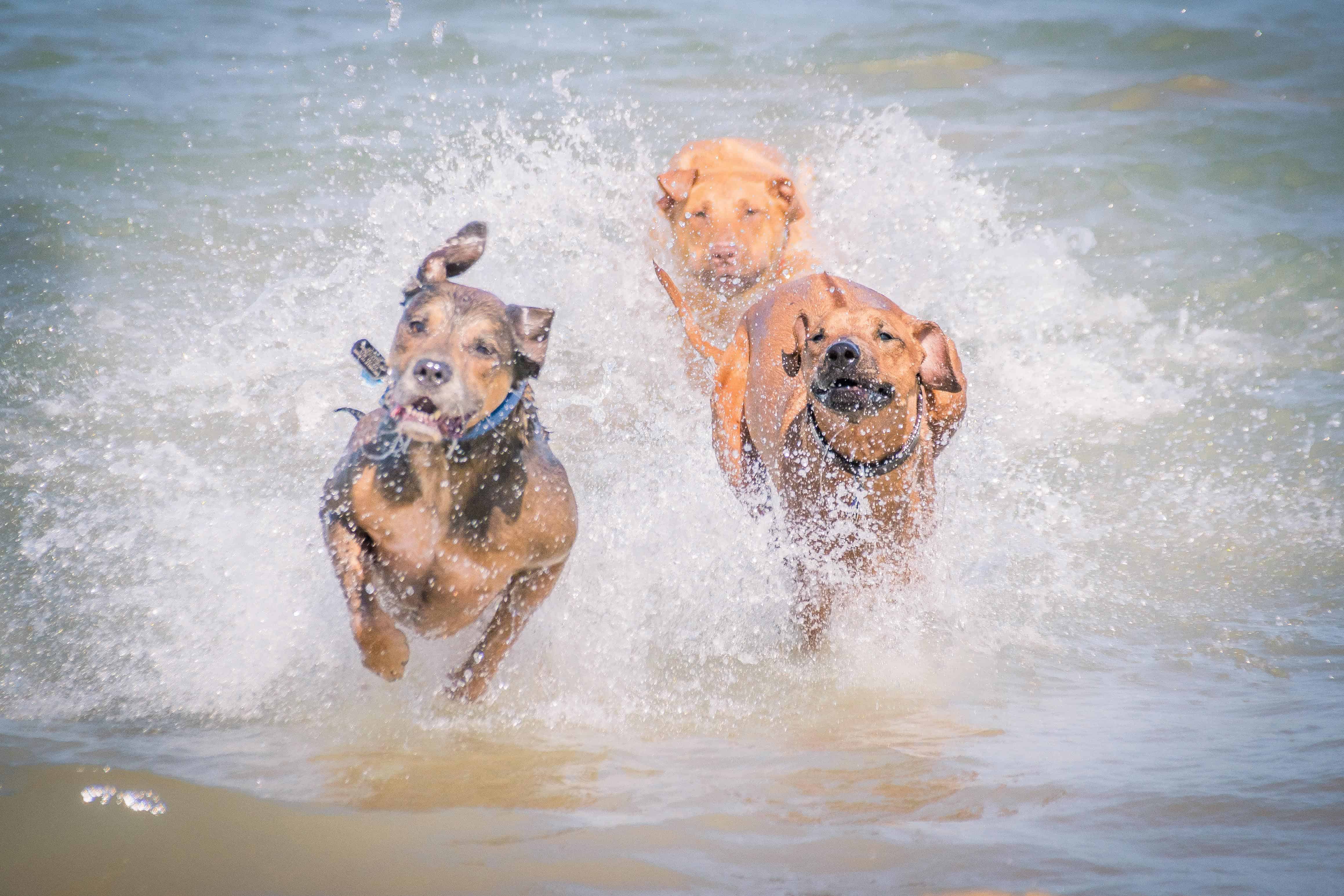 Rhodesian Ridgeback, puppy, chicago, adventure, dog beach