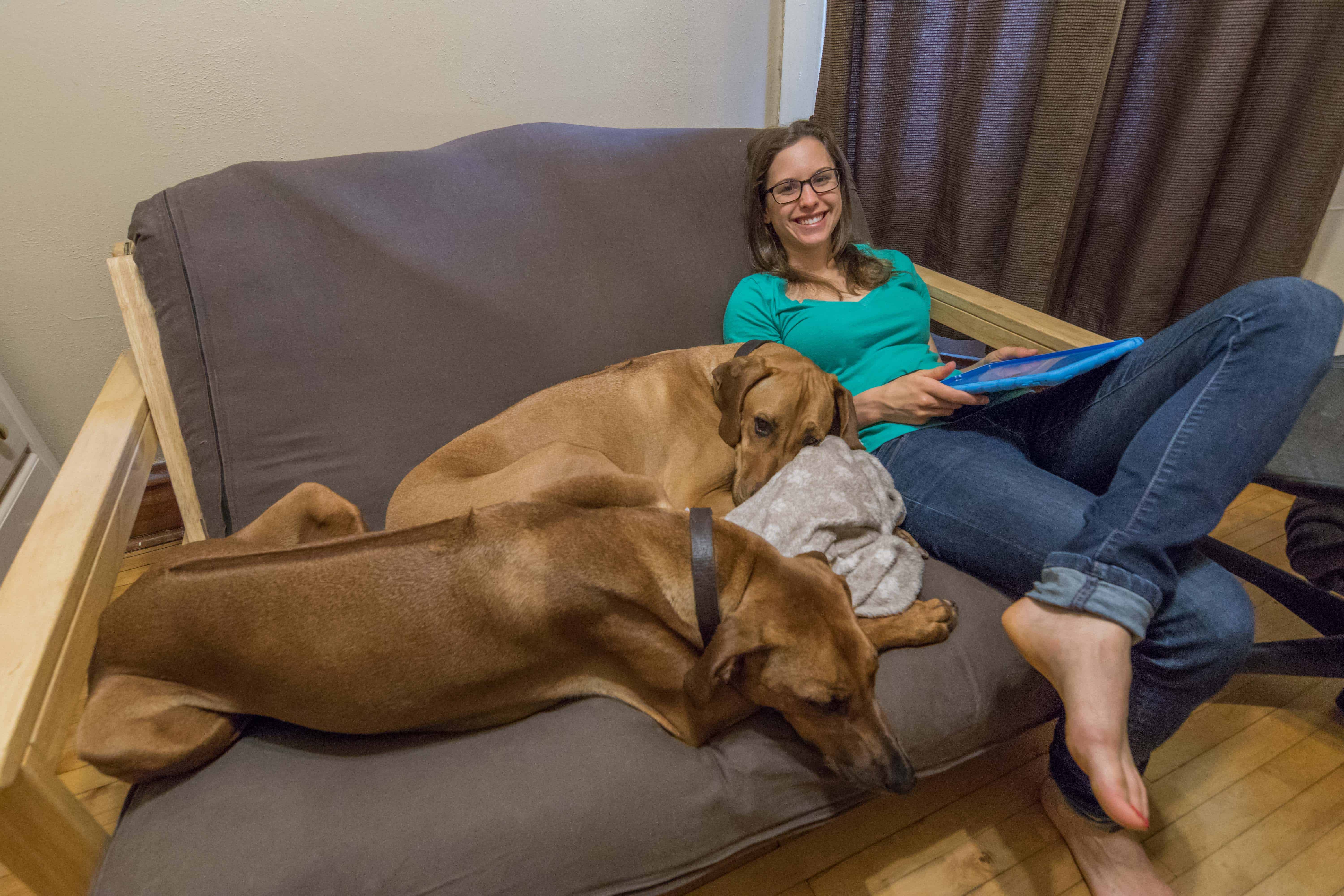 Rhodesian Ridgeback, Chicago, apartment