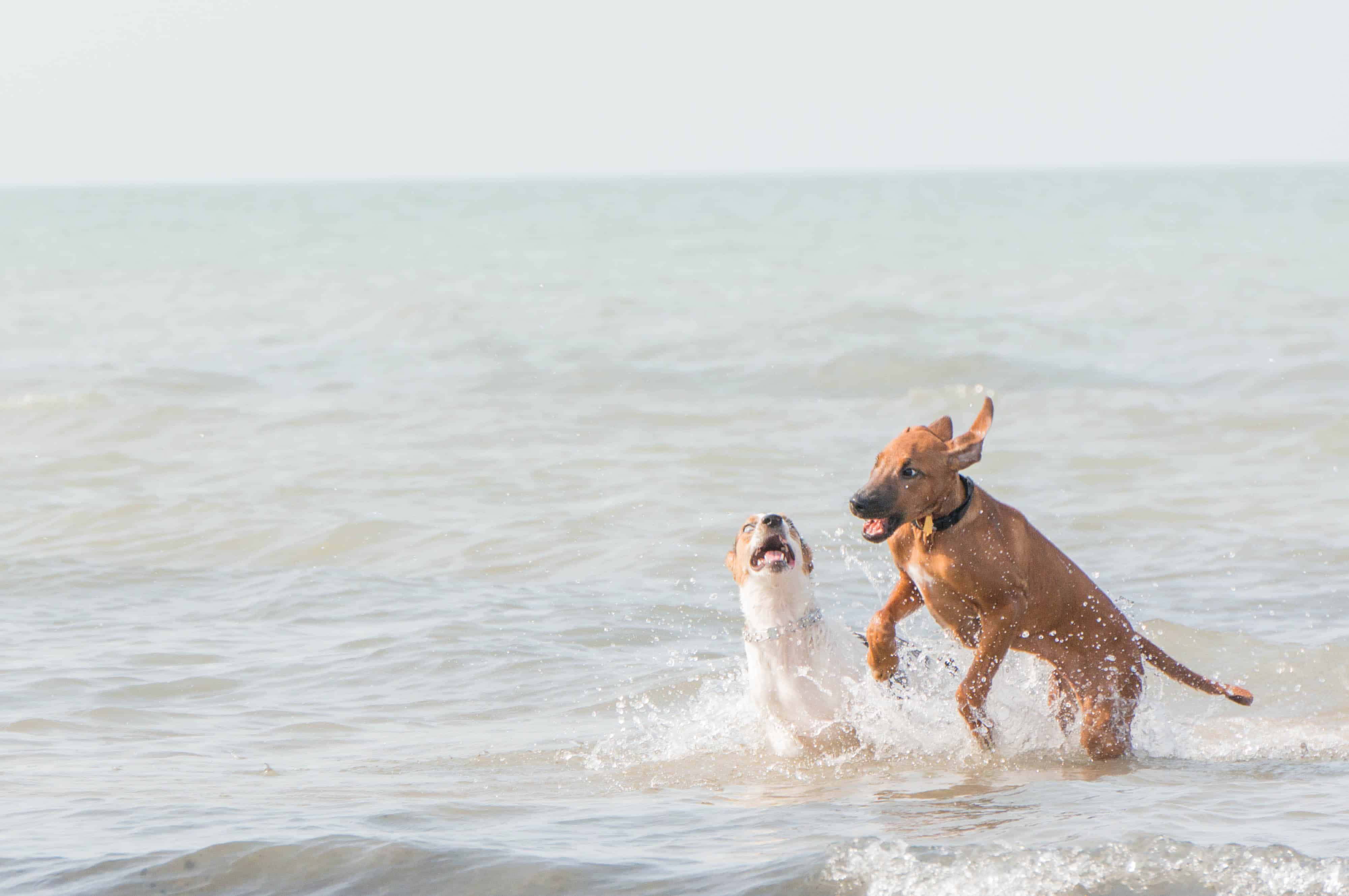 Rhodesian Ridgeback, puppy, dog beach, chicago, adventure, pet friendly, marking our territory