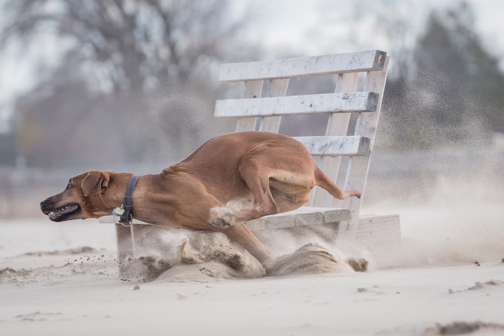 Rhodesian Ridgeback, chicago, montrose dog beach, blog, adventure