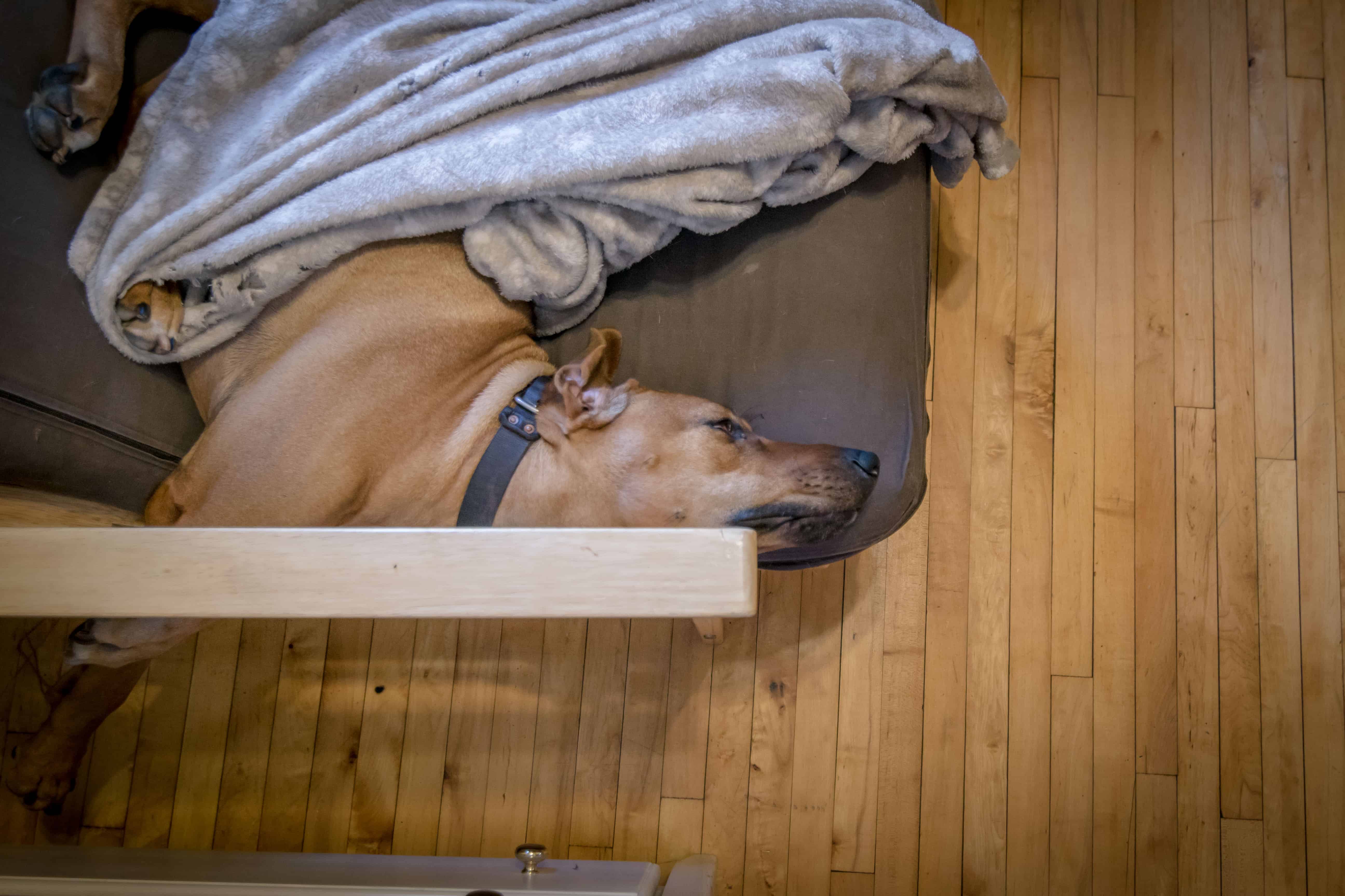 Rhodesian Ridgeback, Chicago, apartment