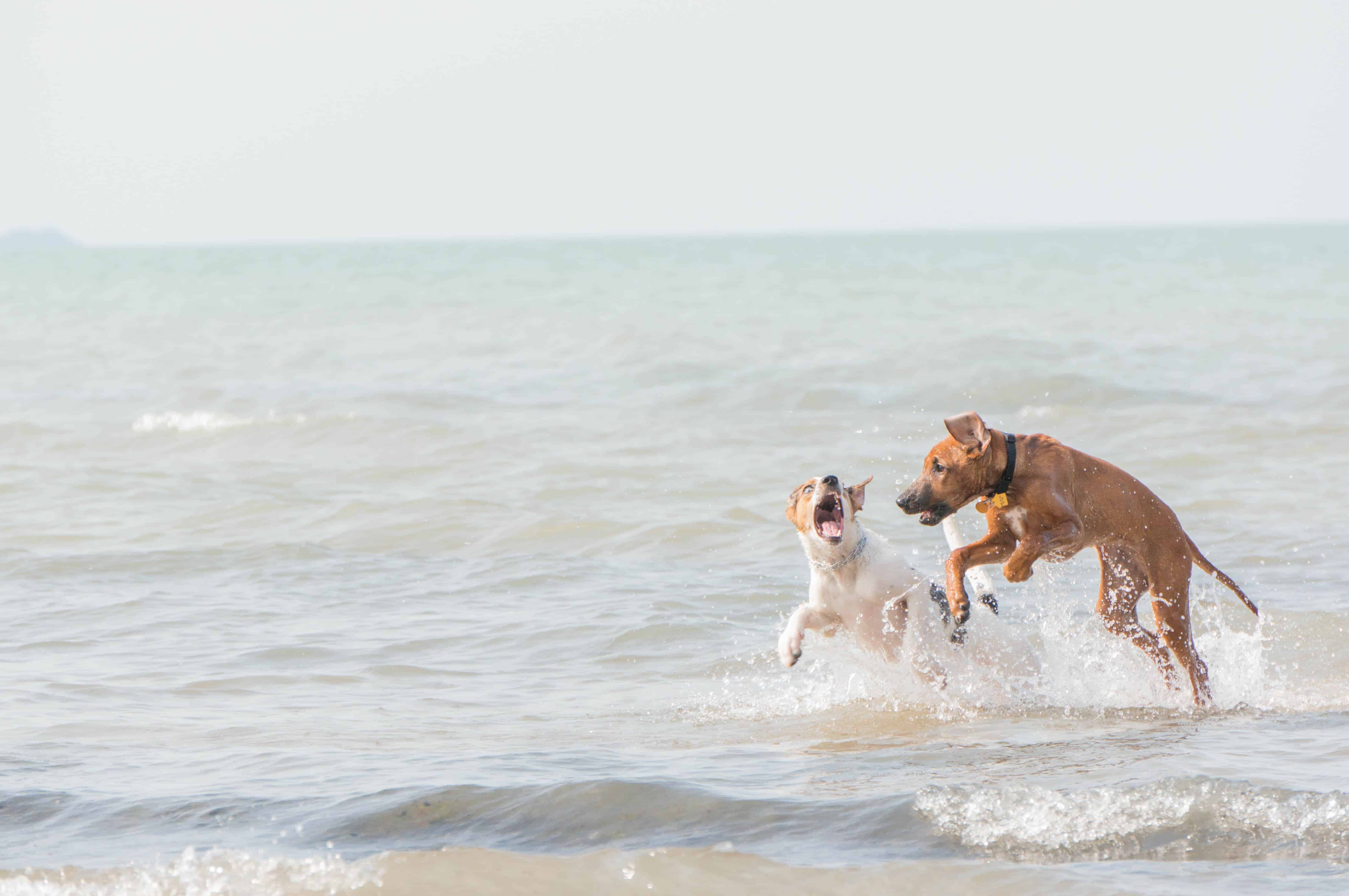 Rhodesian Ridgeback, puppy, dog beach, chicago, adventure, pet friendly, marking our territory