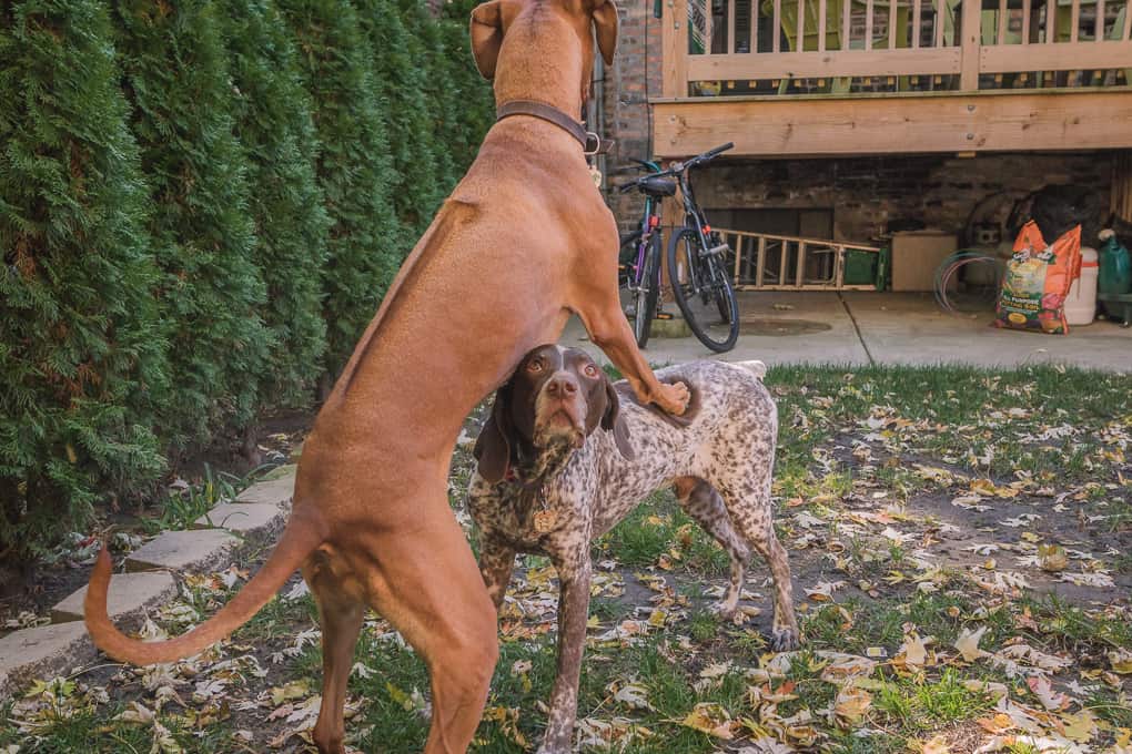 Rhodesian Ridgeback, German Shorthaired Pointer, Chicago, Marking Our Territory