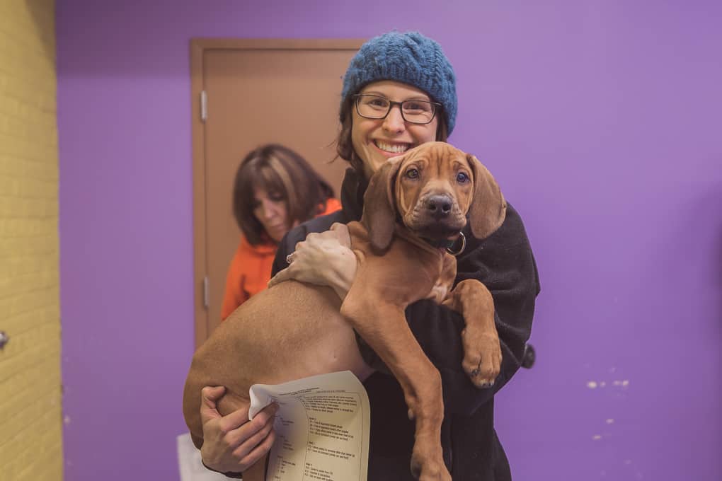 Rhodesian Ridgeback, puppy, chicago, marking our territory, zero