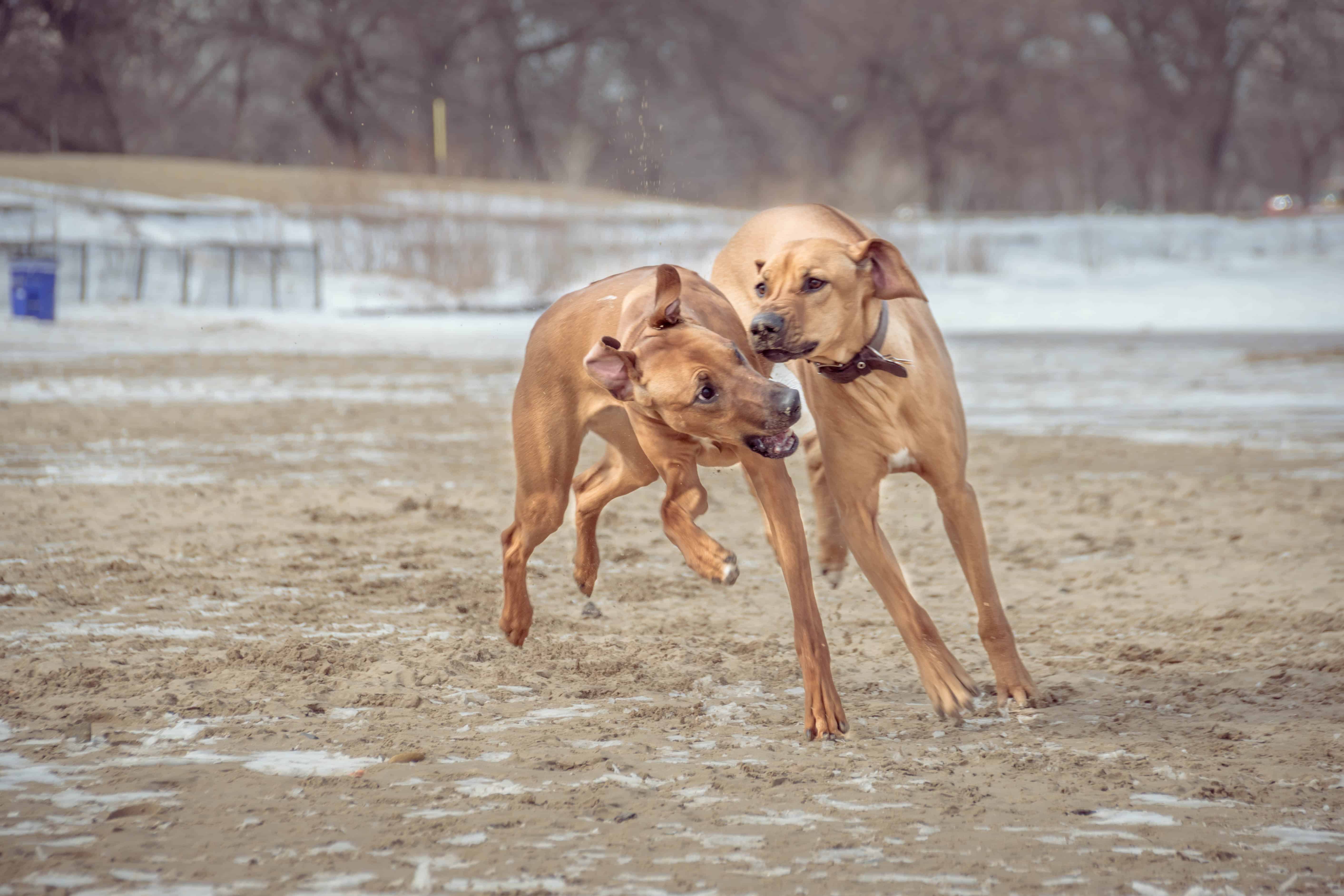 Rhodesian Ridgeback, puppy, dog beach, montrose dog beach, chicago,