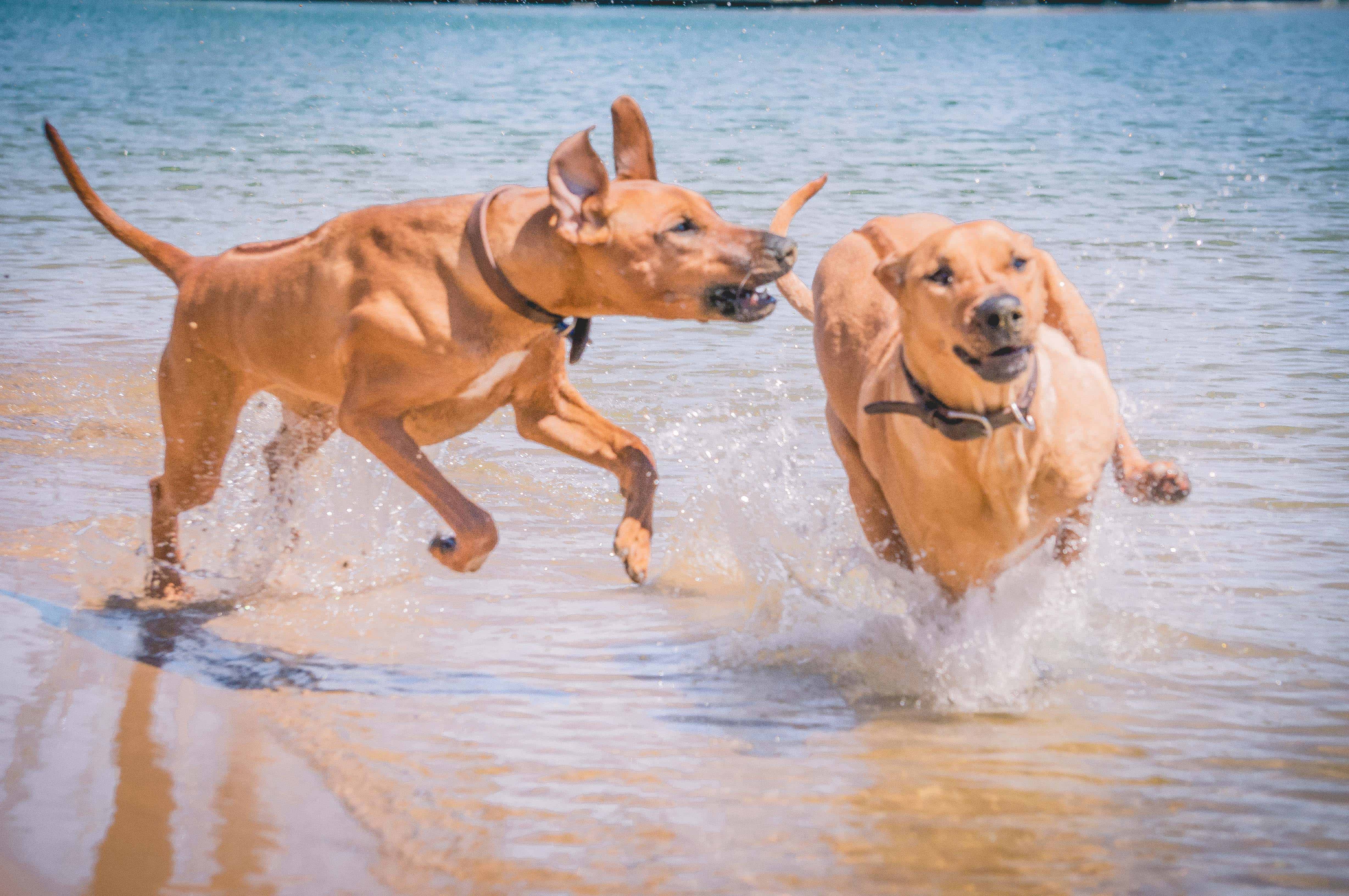 Rhodesian Ridgeback, puppy, chicago, adventure, dog beach