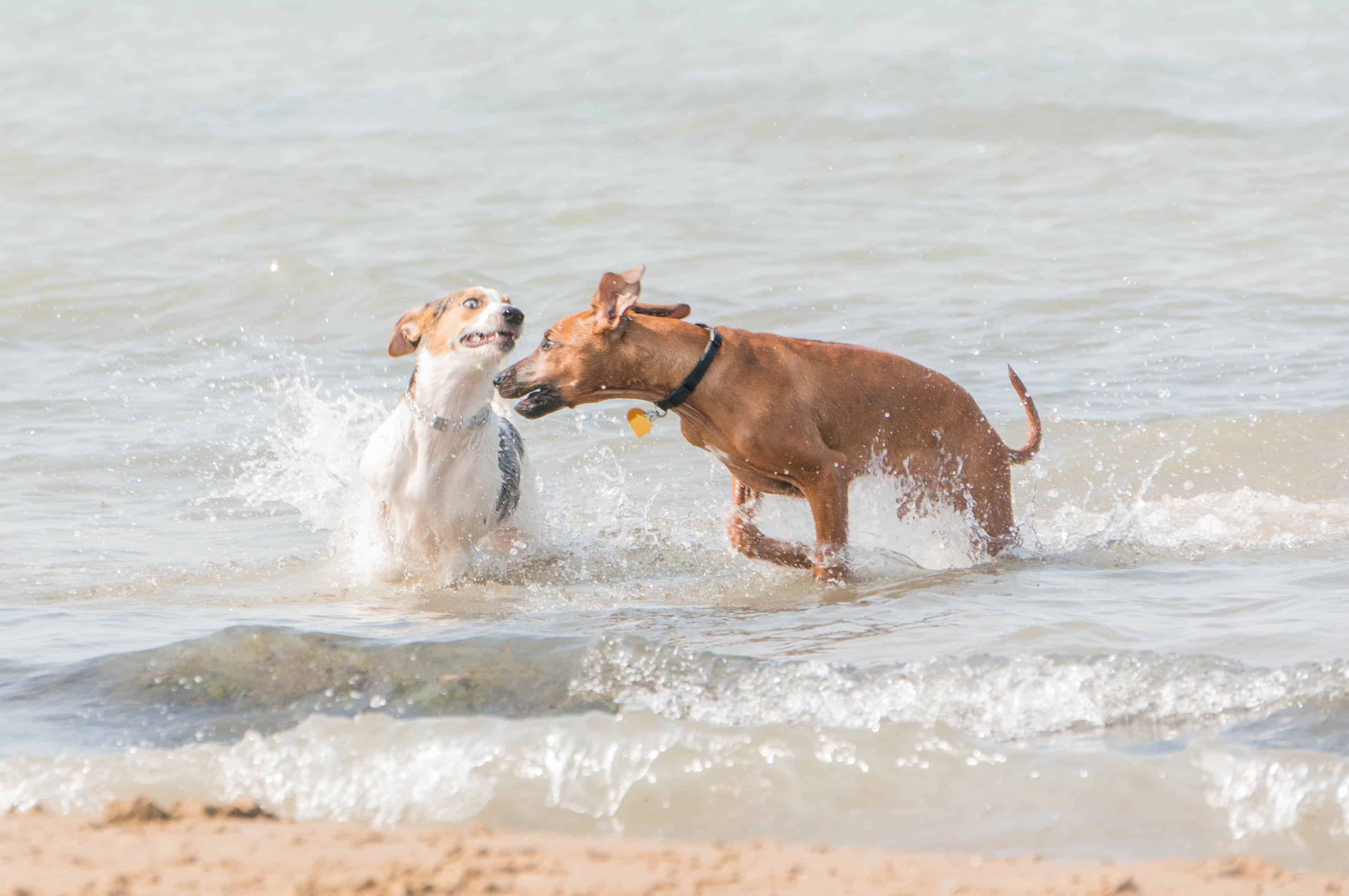 Rhodesian Ridgeback, puppy, dog beach, chicago, adventure, pet friendly, marking our territory