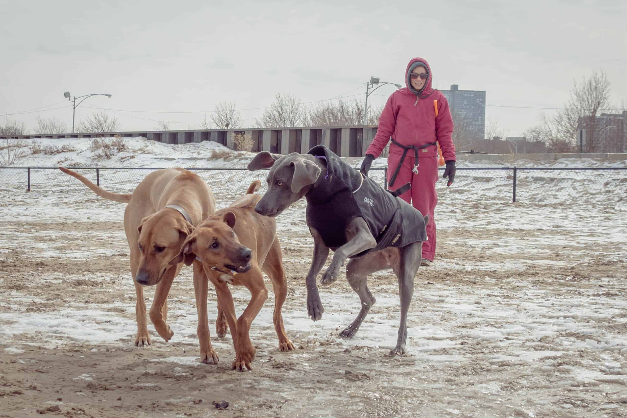 Rhodesian Ridgeback, puppy, dog beach, montrose dog beach, chicago,