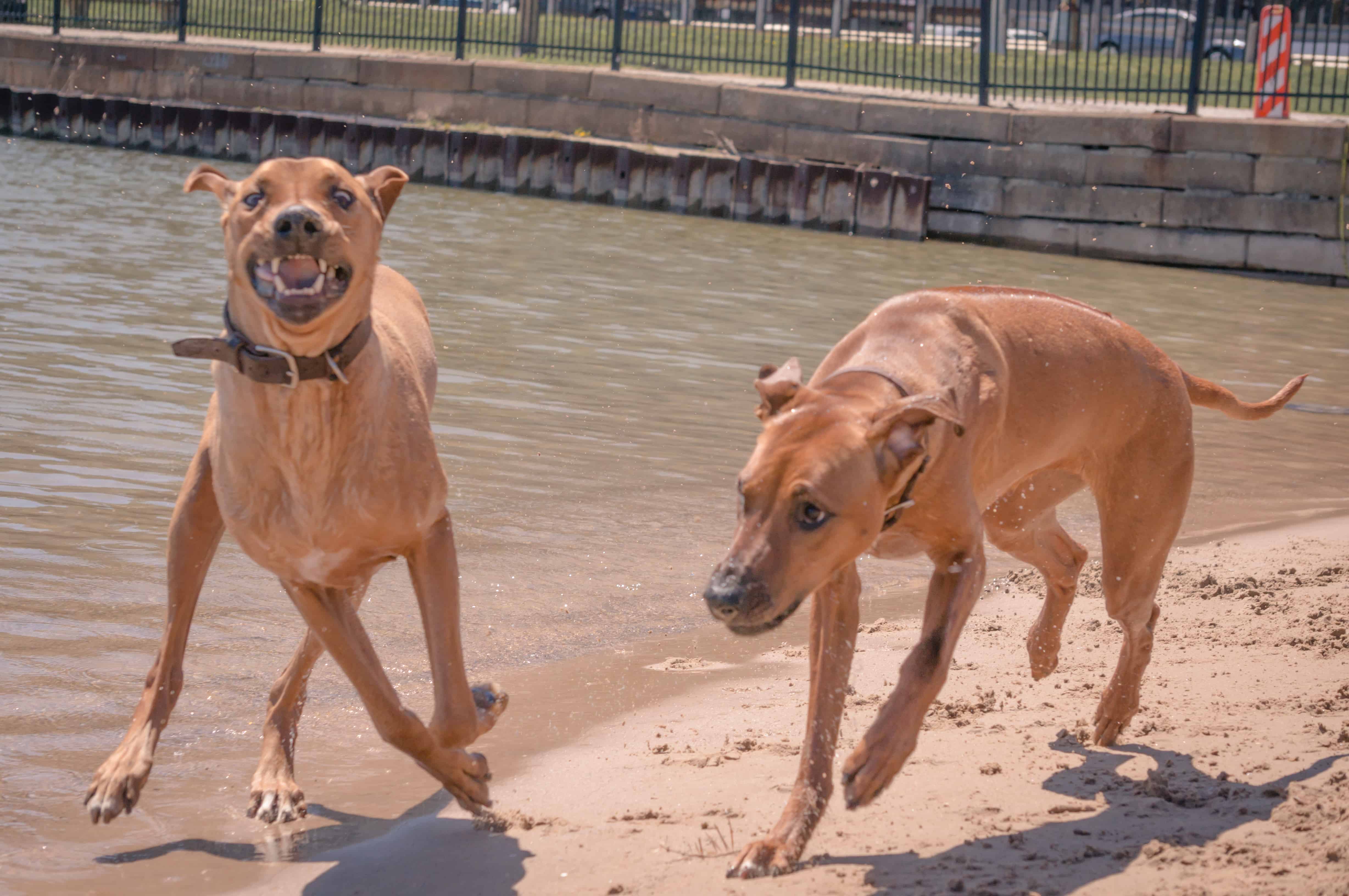 Rhodesian Ridgeback, puppy, chicago, adventure, dog beach