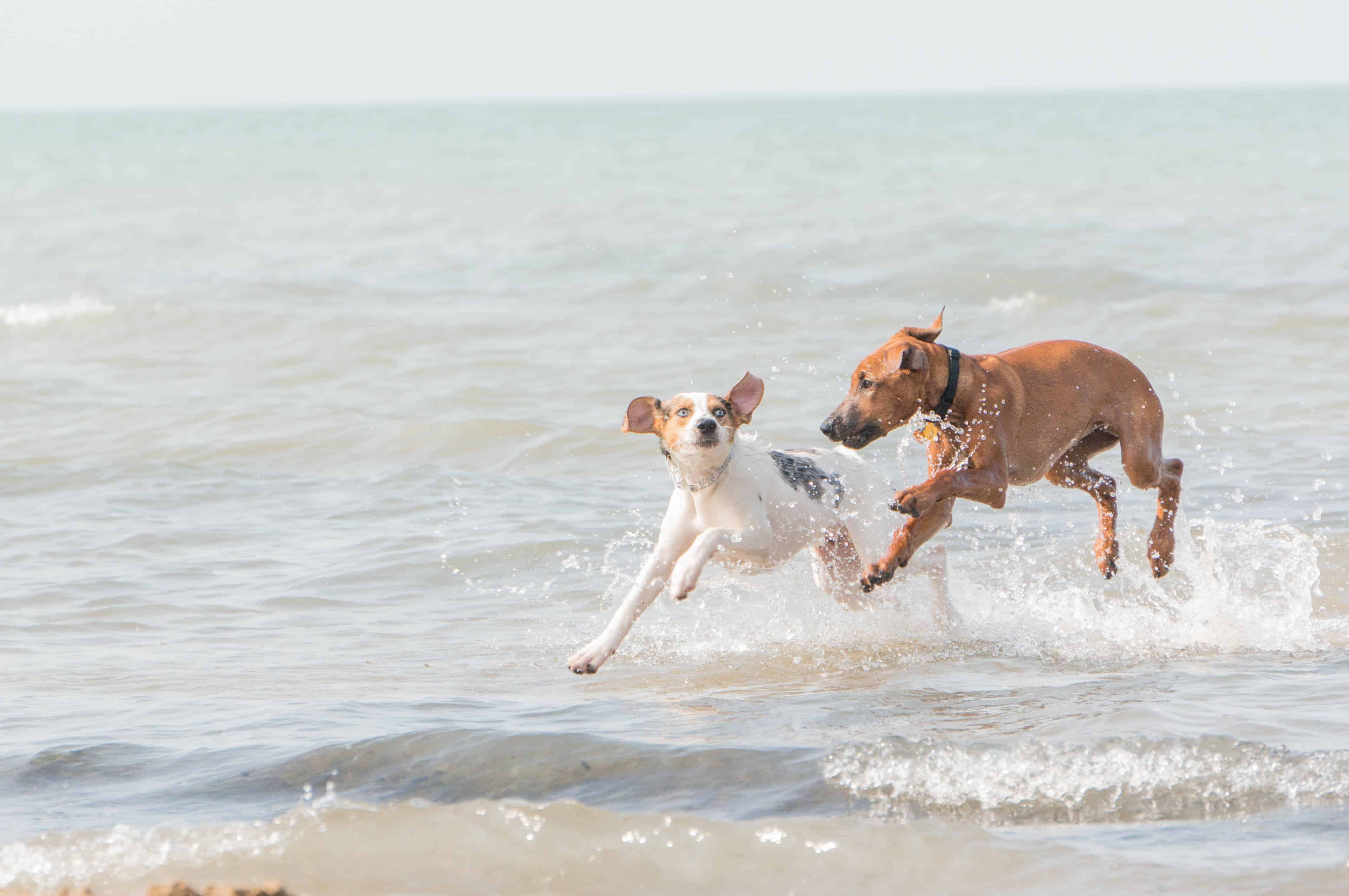 Rhodesian Ridgeback, puppy, dog beach, chicago, adventure, pet friendly, marking our territory